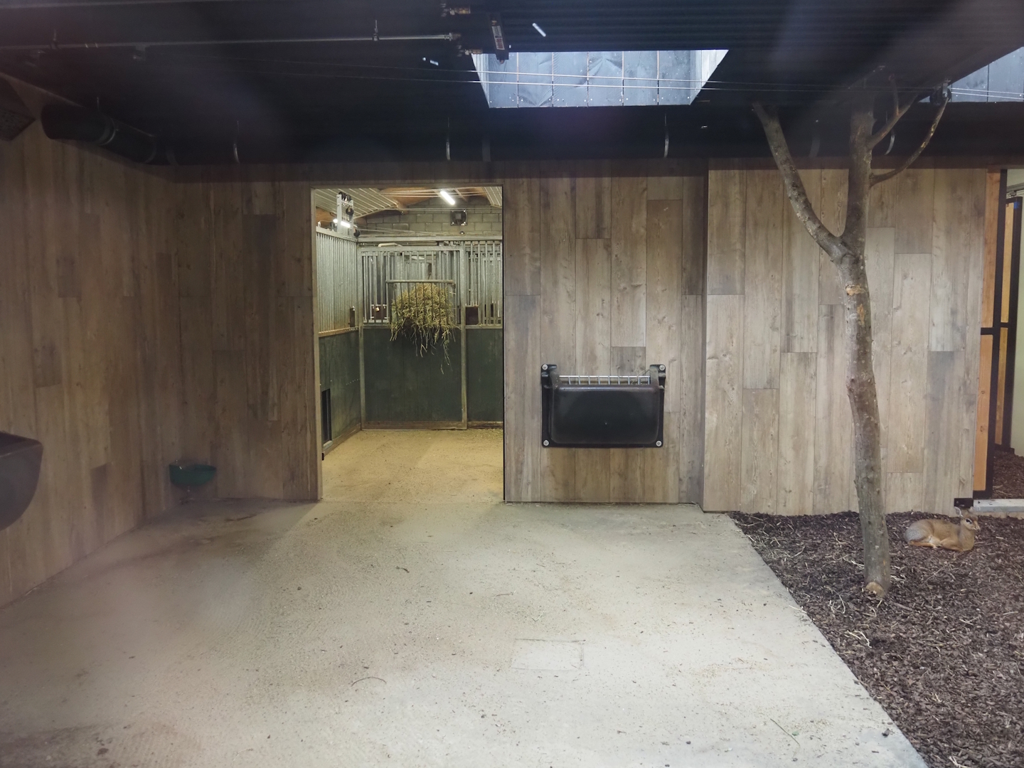 Mountain bongo and Kirk's dik-dik indoor exhibit, 2025-09-30