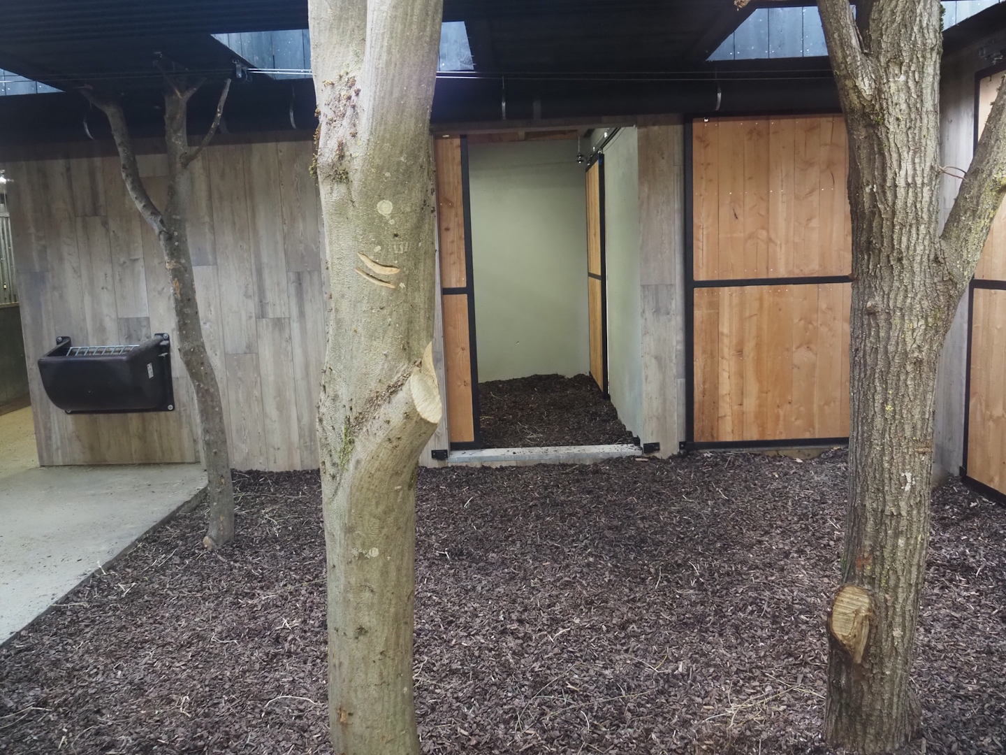 Mountain bongo and Kirk's dik-dik indoor exhibit, 2025-09-30