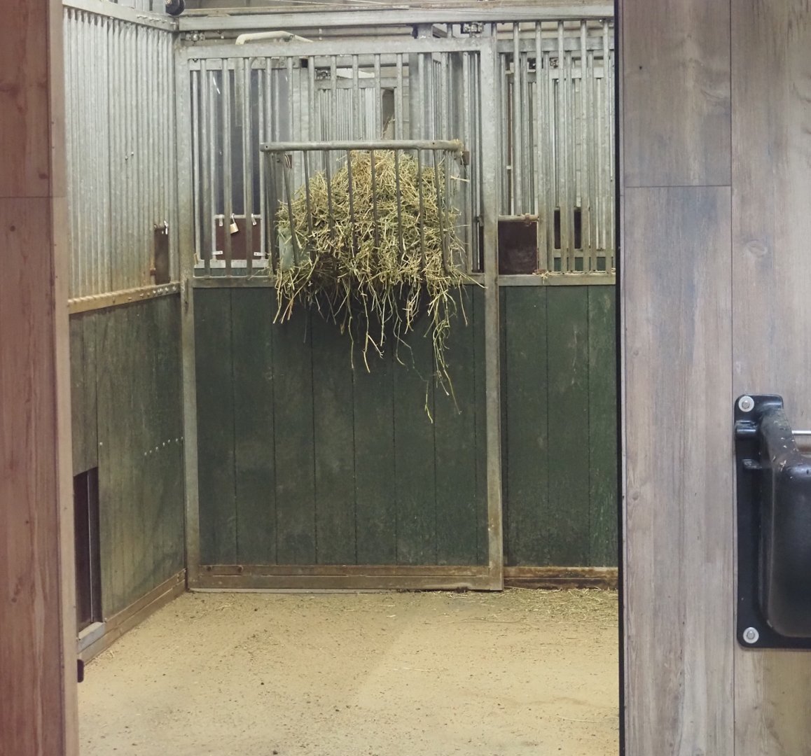 Mountain bongo and Kirk's dik-dik off-show stalls, 2025-09-30