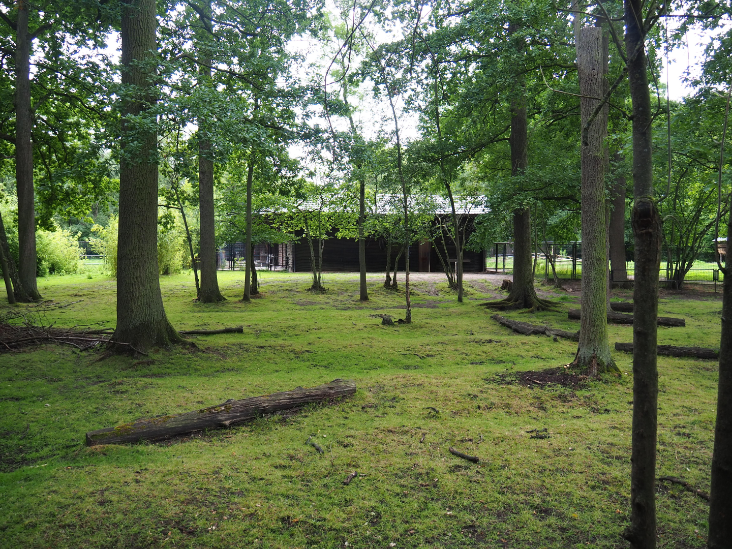 Mountain bongo and Kirk's dik-dik paddock, 2020-07-14