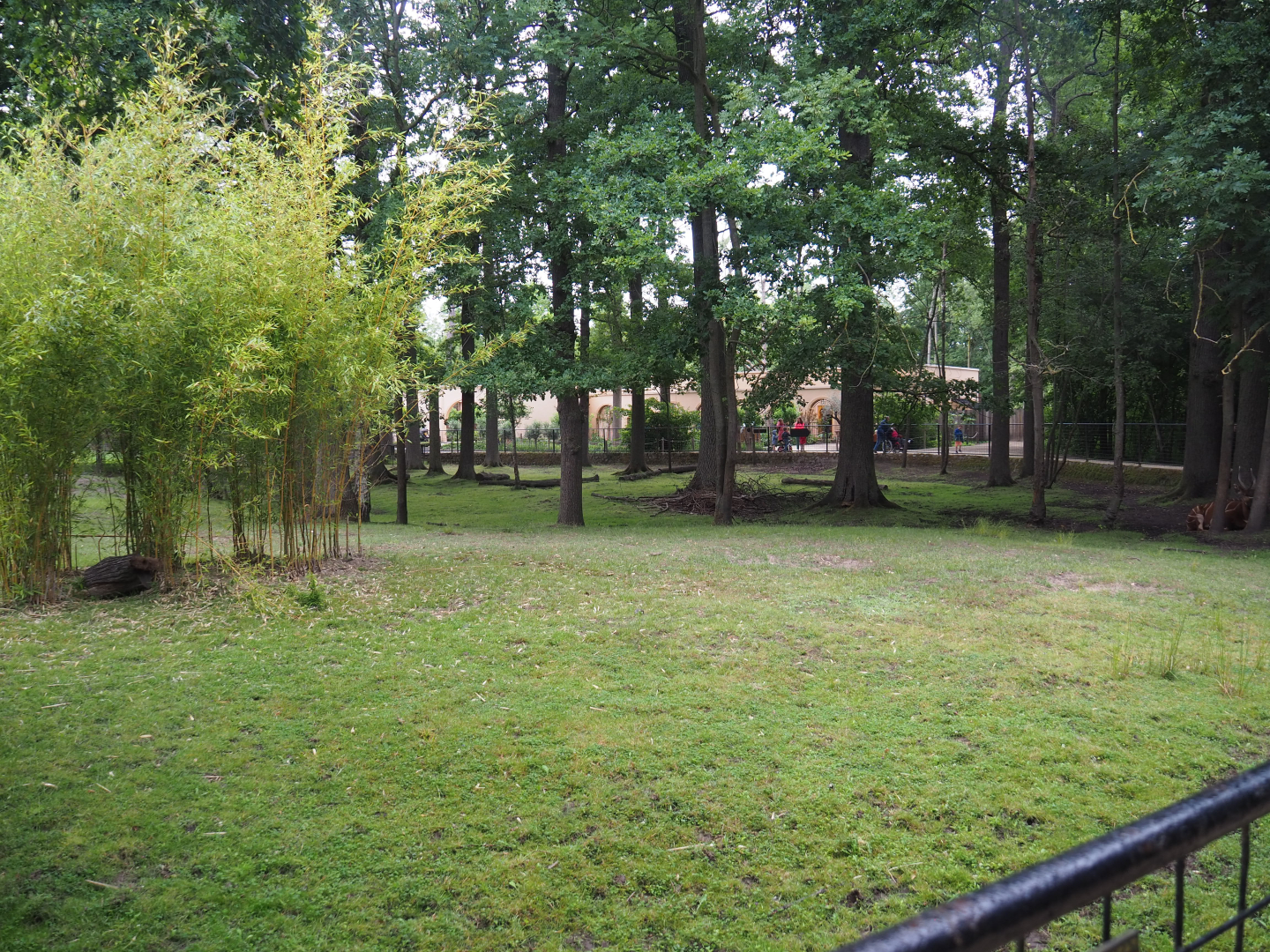 Mountain bongo and Kirk's dik-dik paddock, 2020-07-14