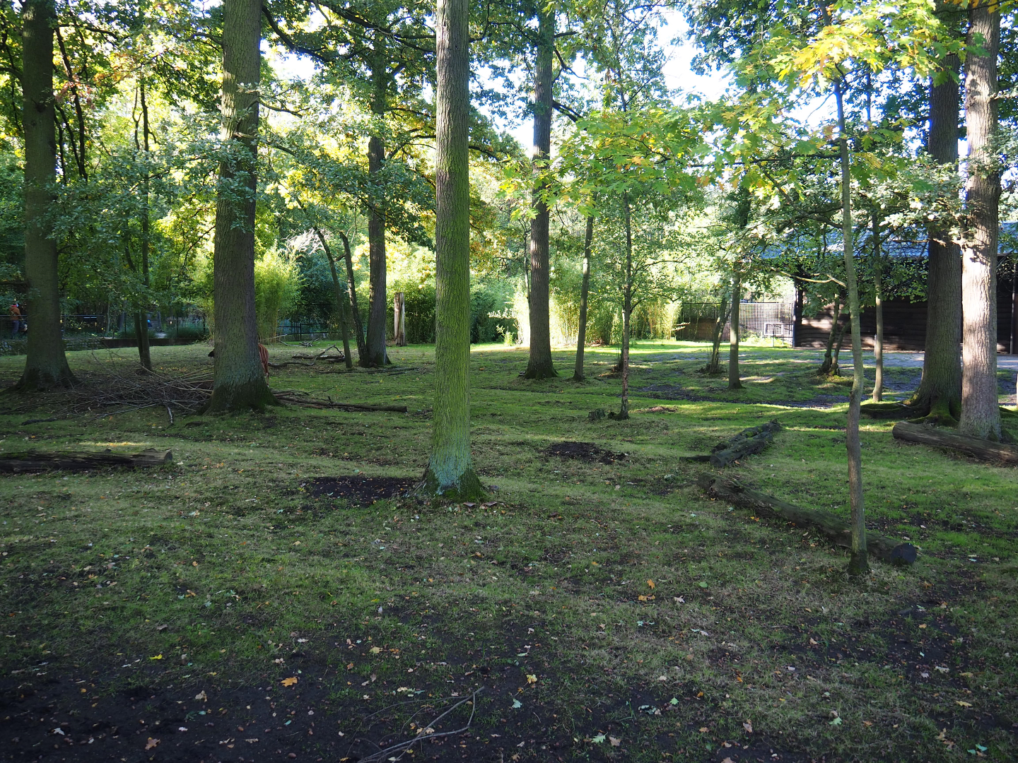 Mountain bongo and Kirk's dik-dik paddock, 2020-10-10