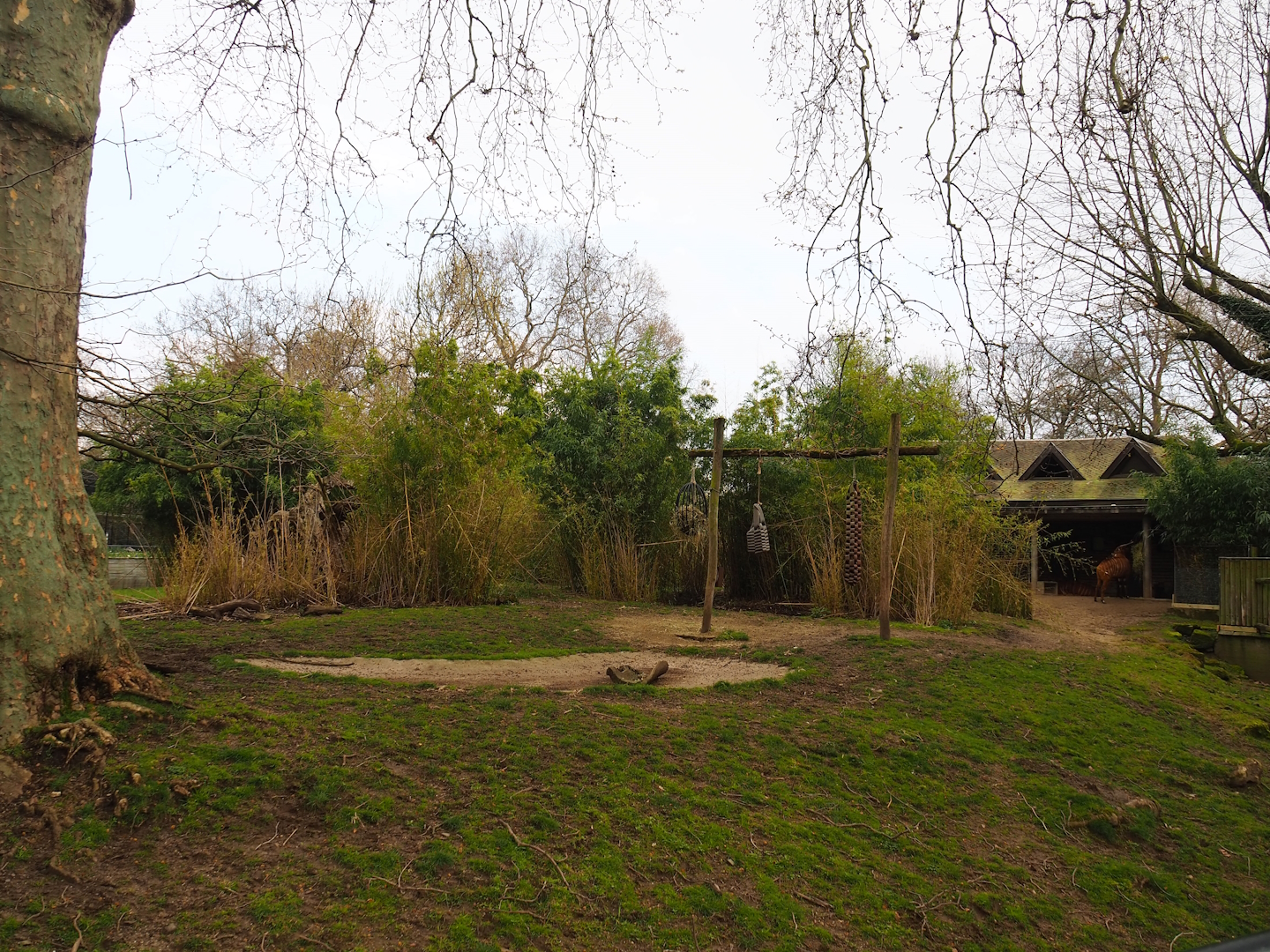 Mountain bongo and Kirk's dik-dik paddock, 2023-04-08