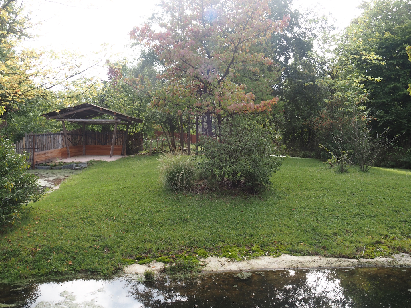 Mountain bongo and Kirk's dik-dik paddock, 2025-09-30