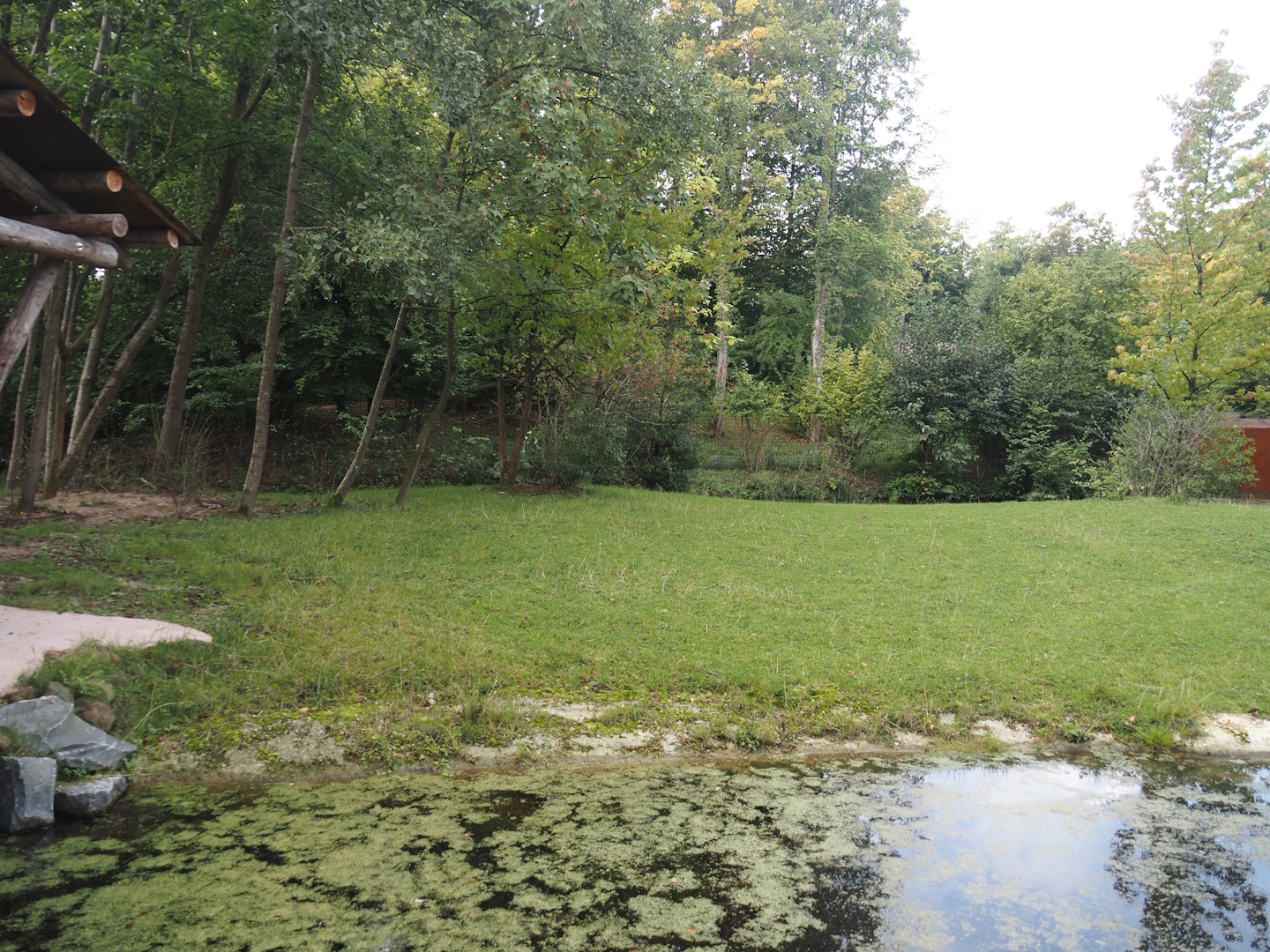 Mountain bongo and Kirk's dik-dik paddock, 2025-09-30