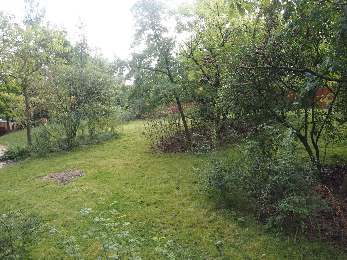Mountain bongo and Kirk's dik-dik paddock, 2025-09-30