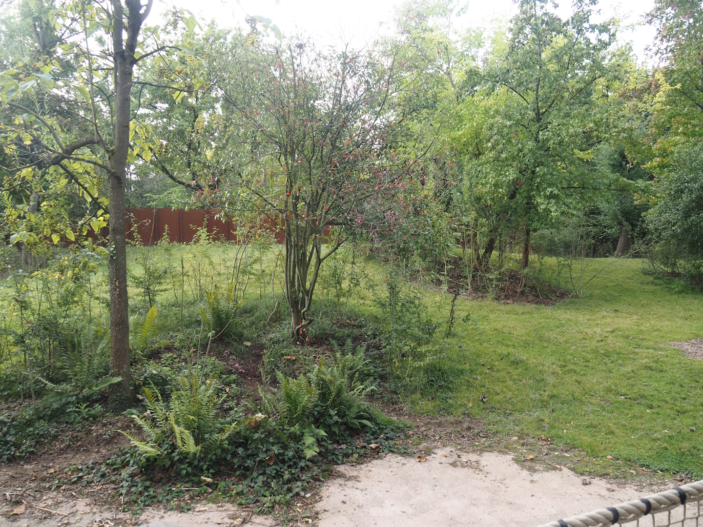 Mountain bongo and Kirk's dik-dik paddock, 2025-09-30