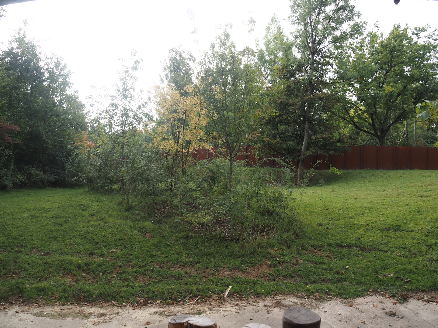 Mountain bongo and Kirk's dik-dik paddock, 2025-09-30