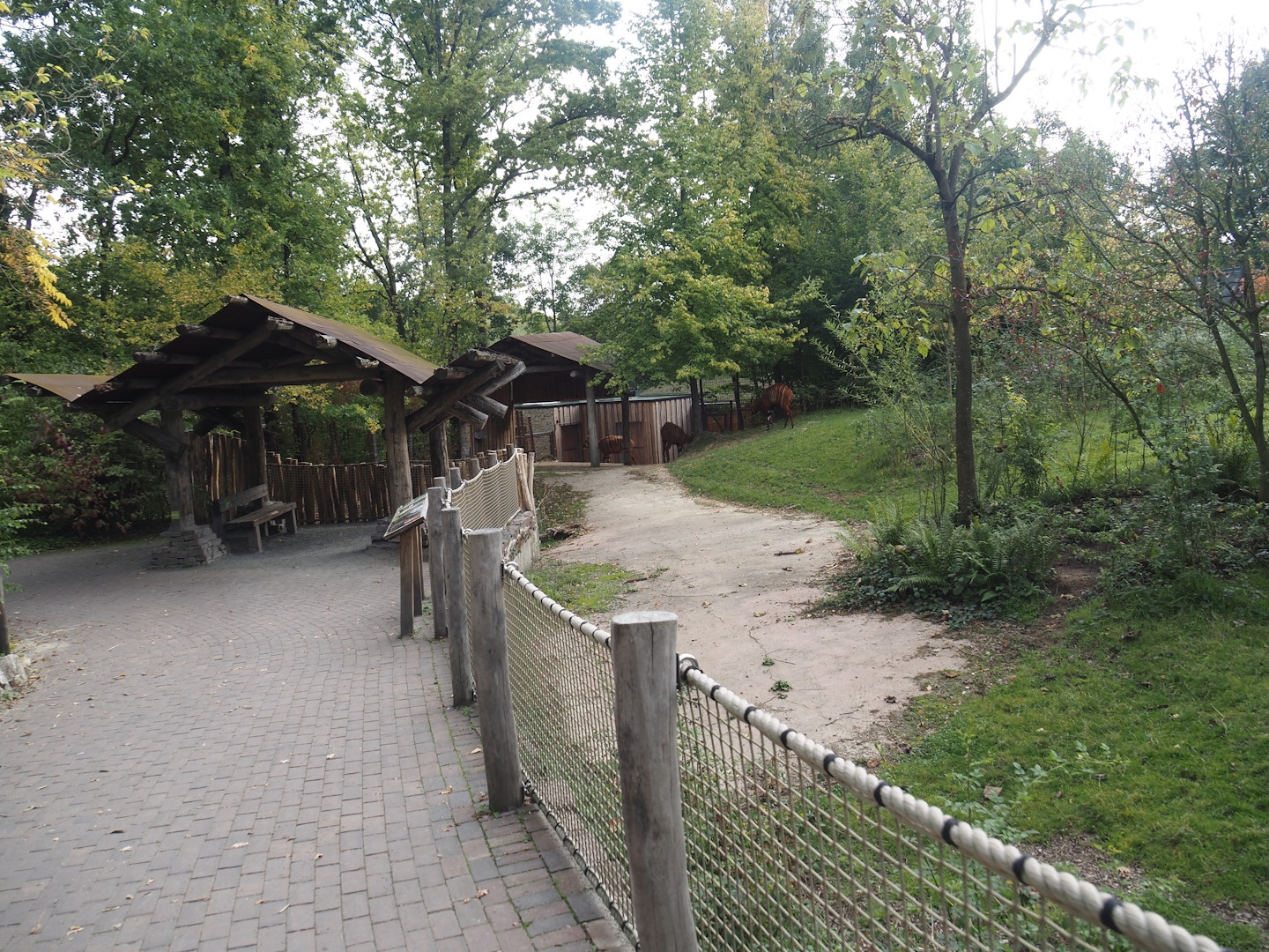 Mountain bongo and Kirk's dik-dik paddock and viewing area, 2025-09-30