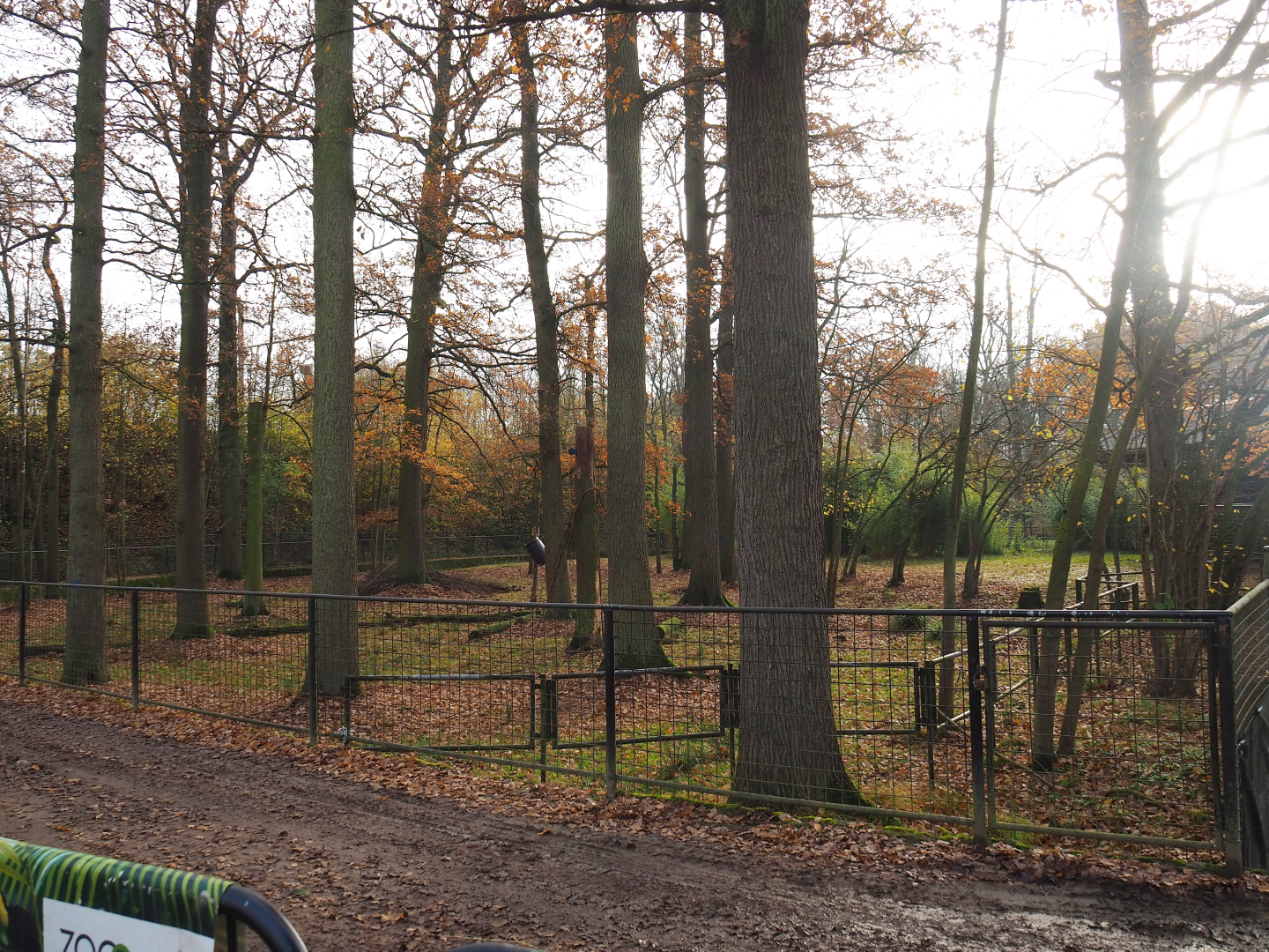 Mountain bongo and Kirk's dik-dik paddock in fall colors, 2021-11-23