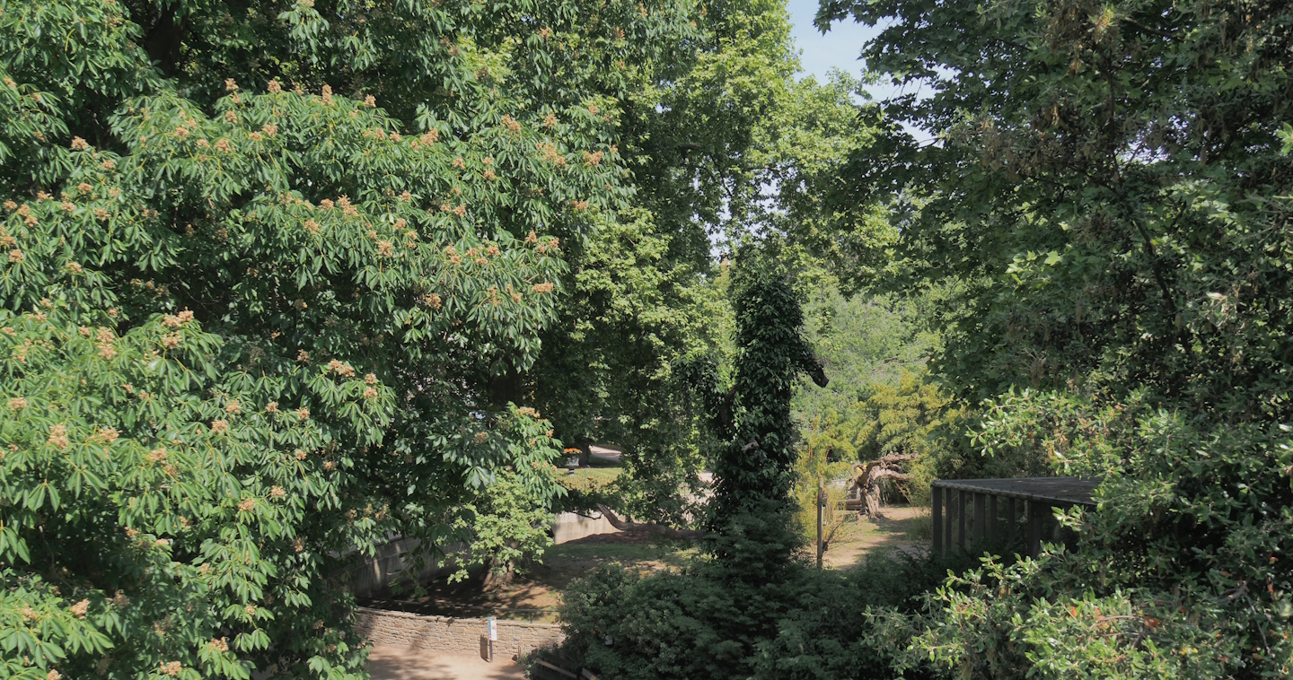 Mountain bongo and Kirk's dik-dik paddock seen from the access to the upper viewing area on top of the hippo house, 2025-05-14