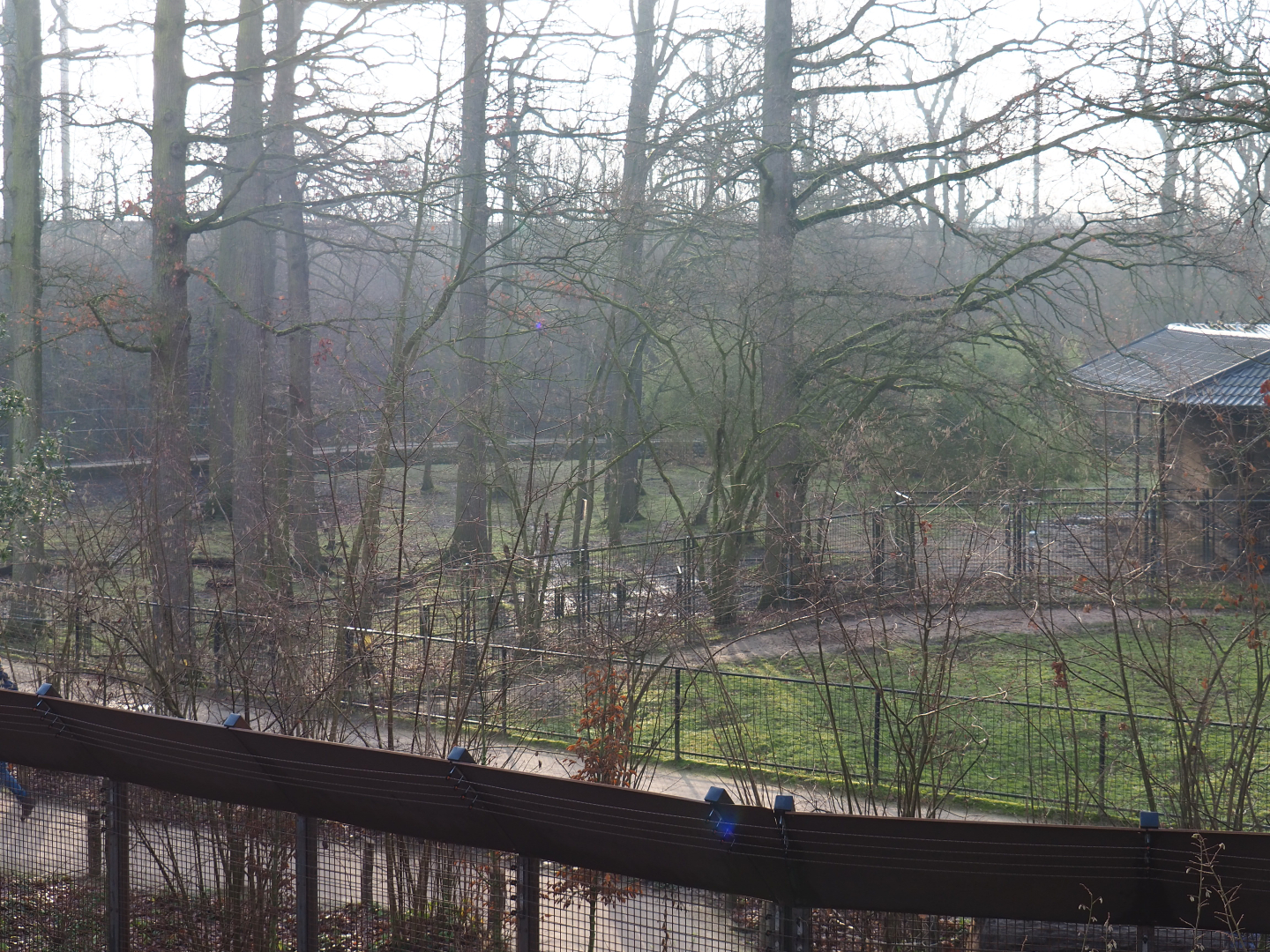 Mountain bongo and Kirk's dik-dik paddock, seen from the Barbary macaque observation deck, 2019-12-28