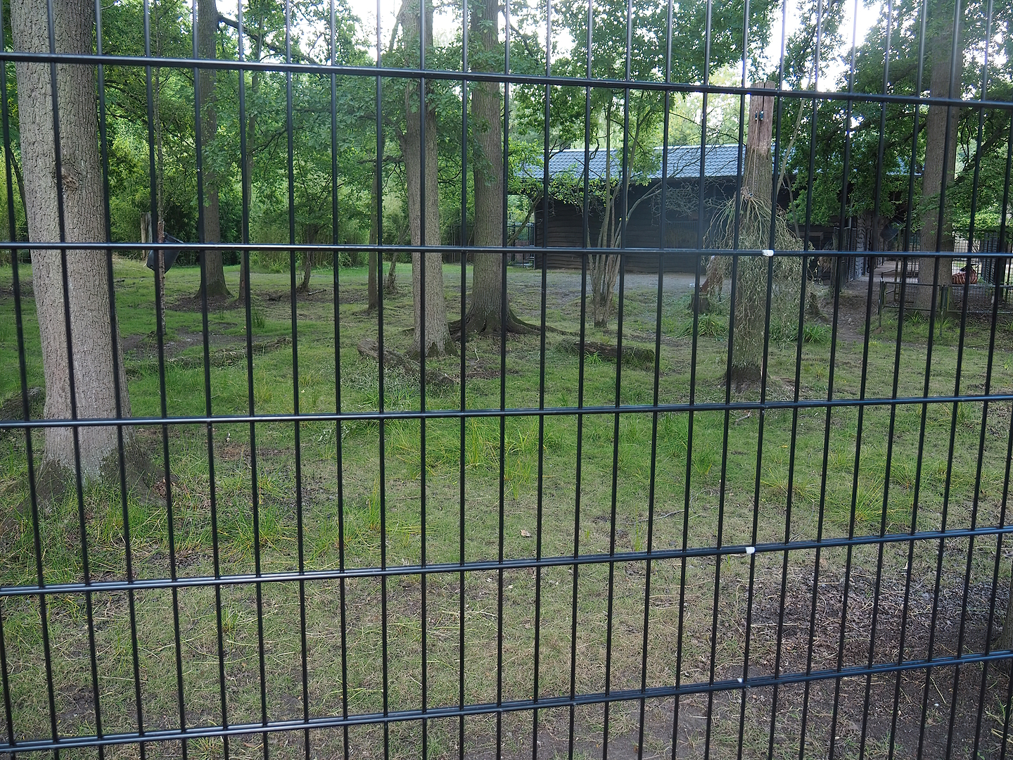 Mountain bongo and Kirk's dik-dik paddock with new fencing, 2022-07-16