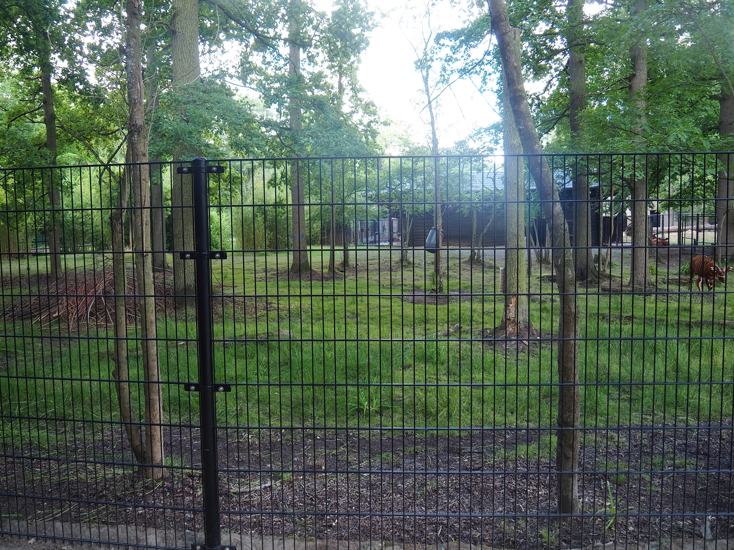 Mountain bongo and Kirk's dik-dik paddock with new fencing, 2022-07-16
