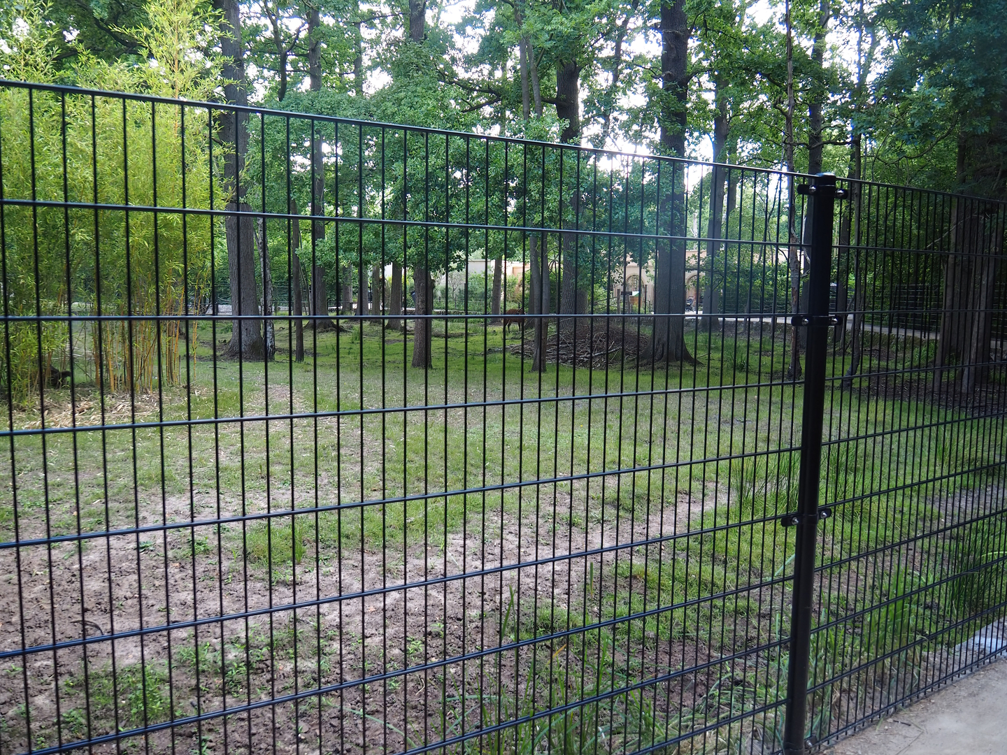 Mountain bongo and Kirk's dik-dik paddock with new fencing, 2022-07-16