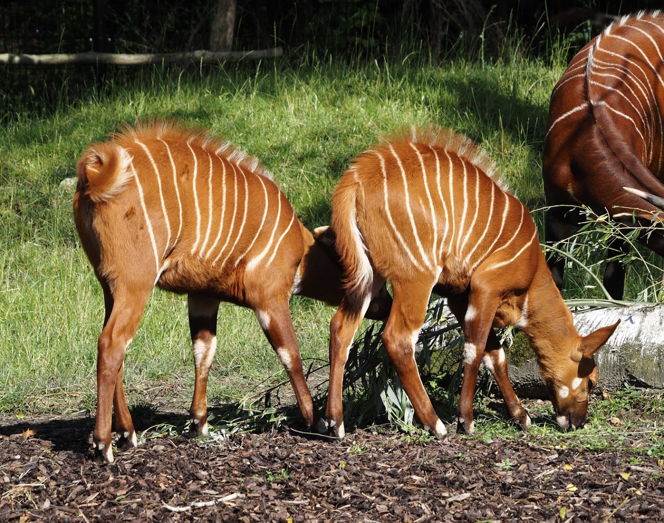 Mountain bongo calves (Tragelaphus eurycerus isaaci), 2024-07-14