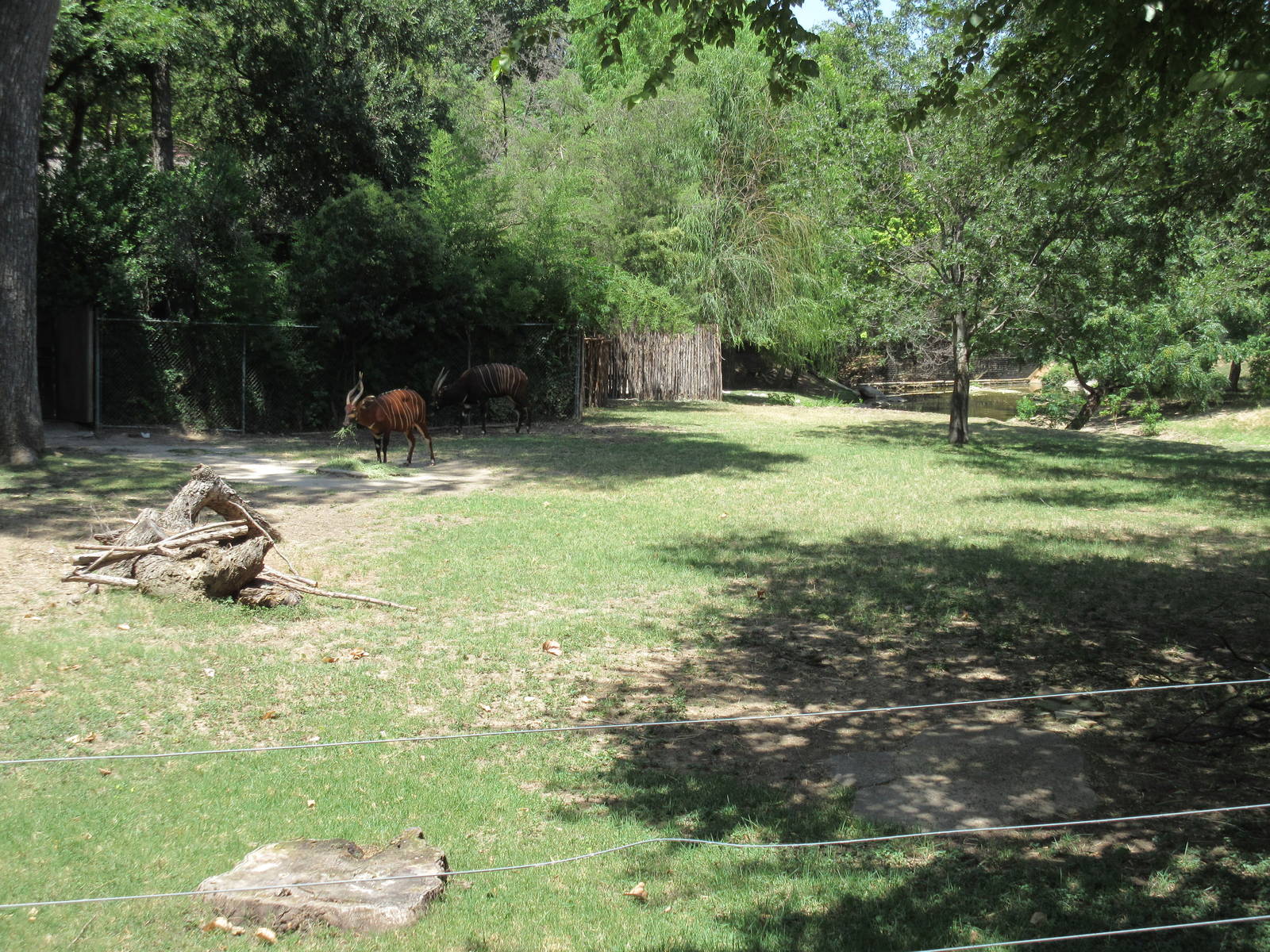 Mountain Bongo/Common Waterbuck/West African Crowned Crane Exhibit