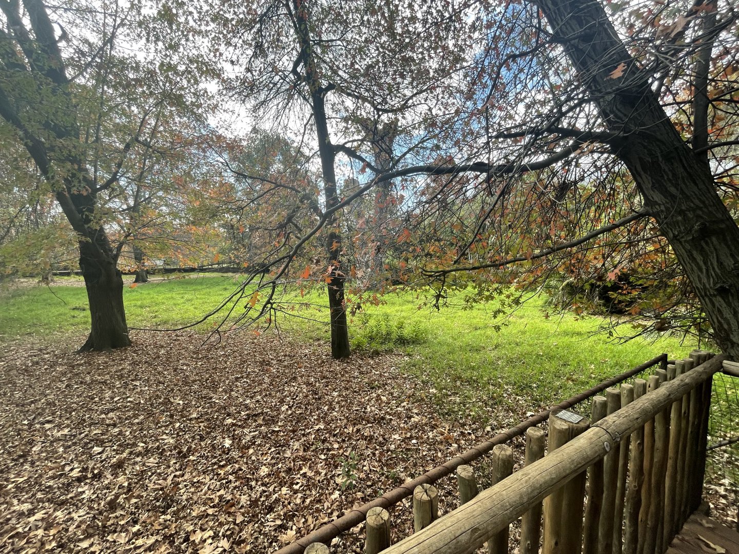Mountain Bongo Enclosure (Tragelaphus eurycerus isaaci)