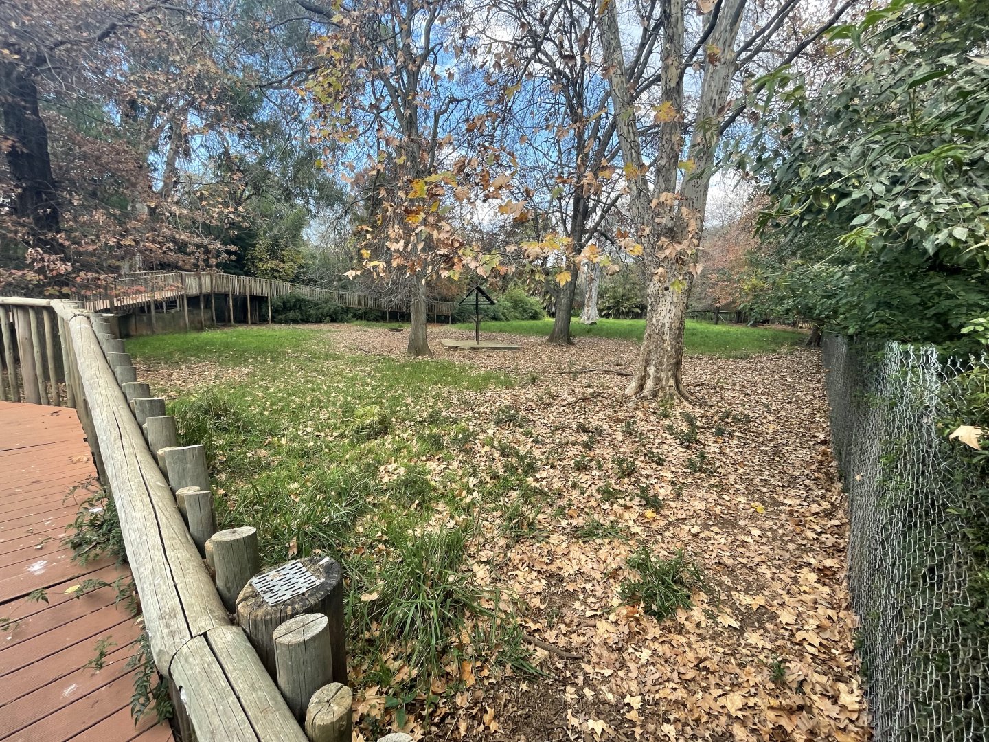 Mountain Bongo Enclosure (Tragelaphus eurycerus isaaci)