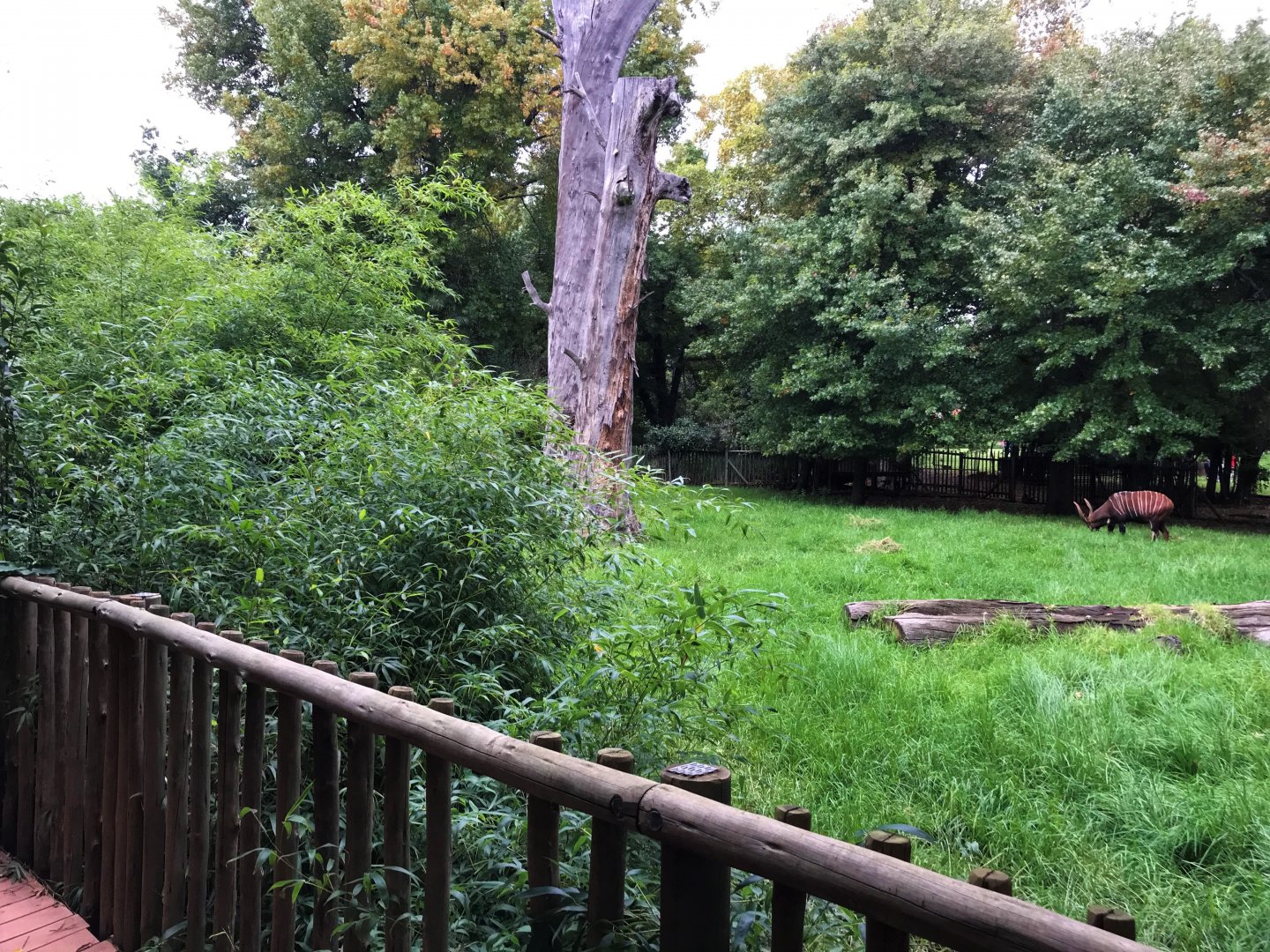 Mountain Bongo Enclosure (Tragelaphus eurycerus)