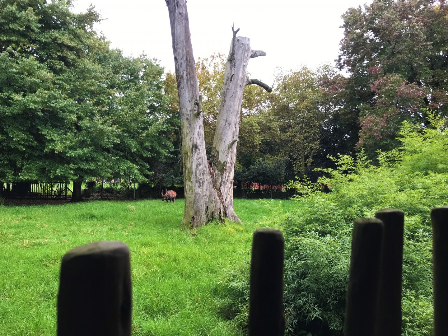 Mountain Bongo Enclosure (Tragelaphus eurycerus)