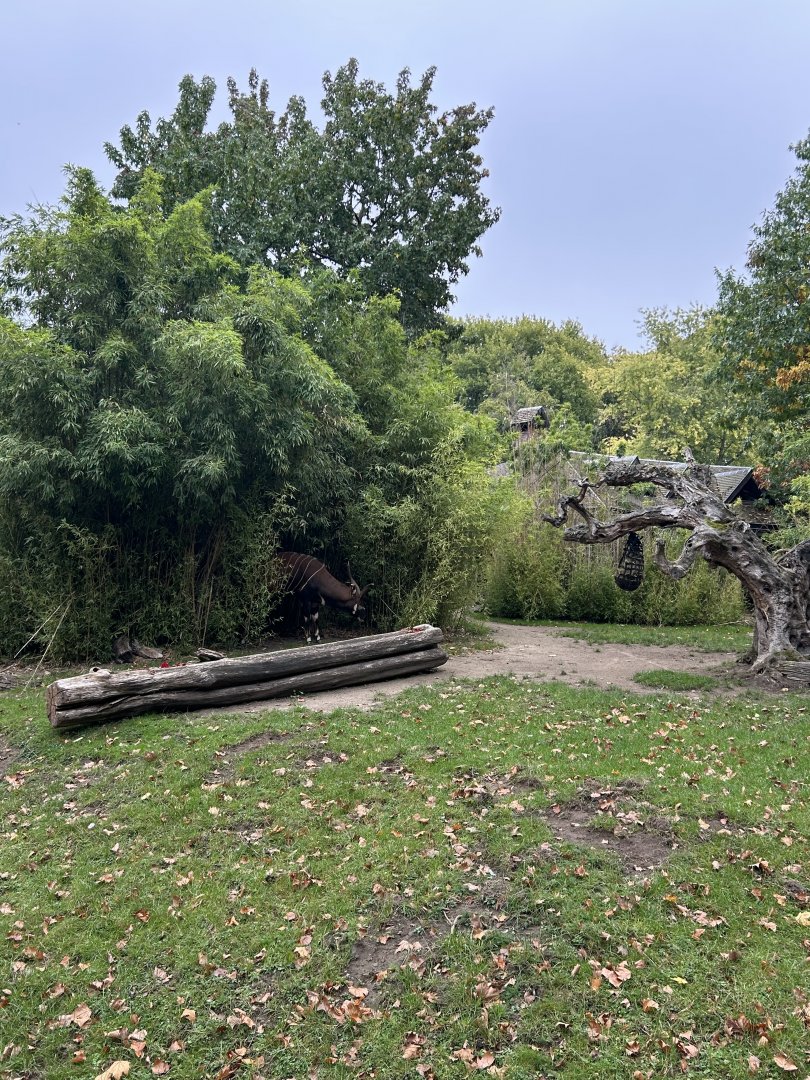 Mountain bongo enclosure