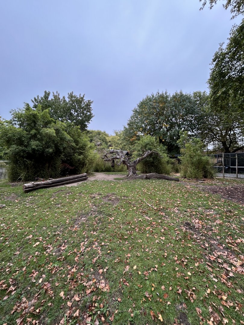 Mountain bongo enclosure