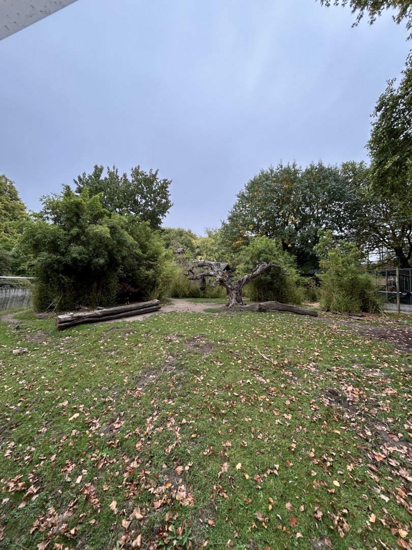 Mountain bongo enclosure