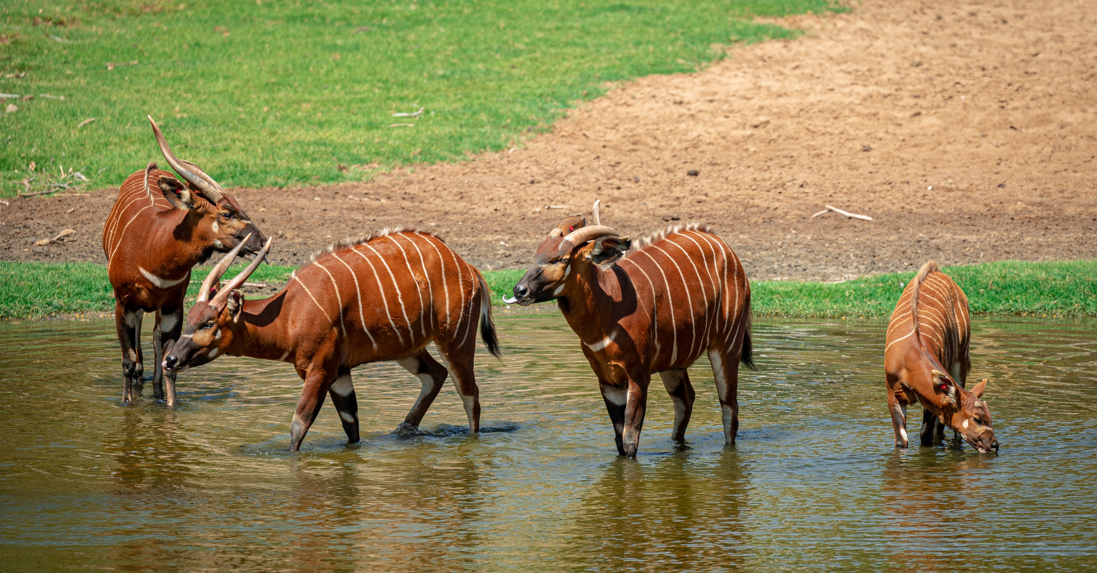 Mountain Bongo herd