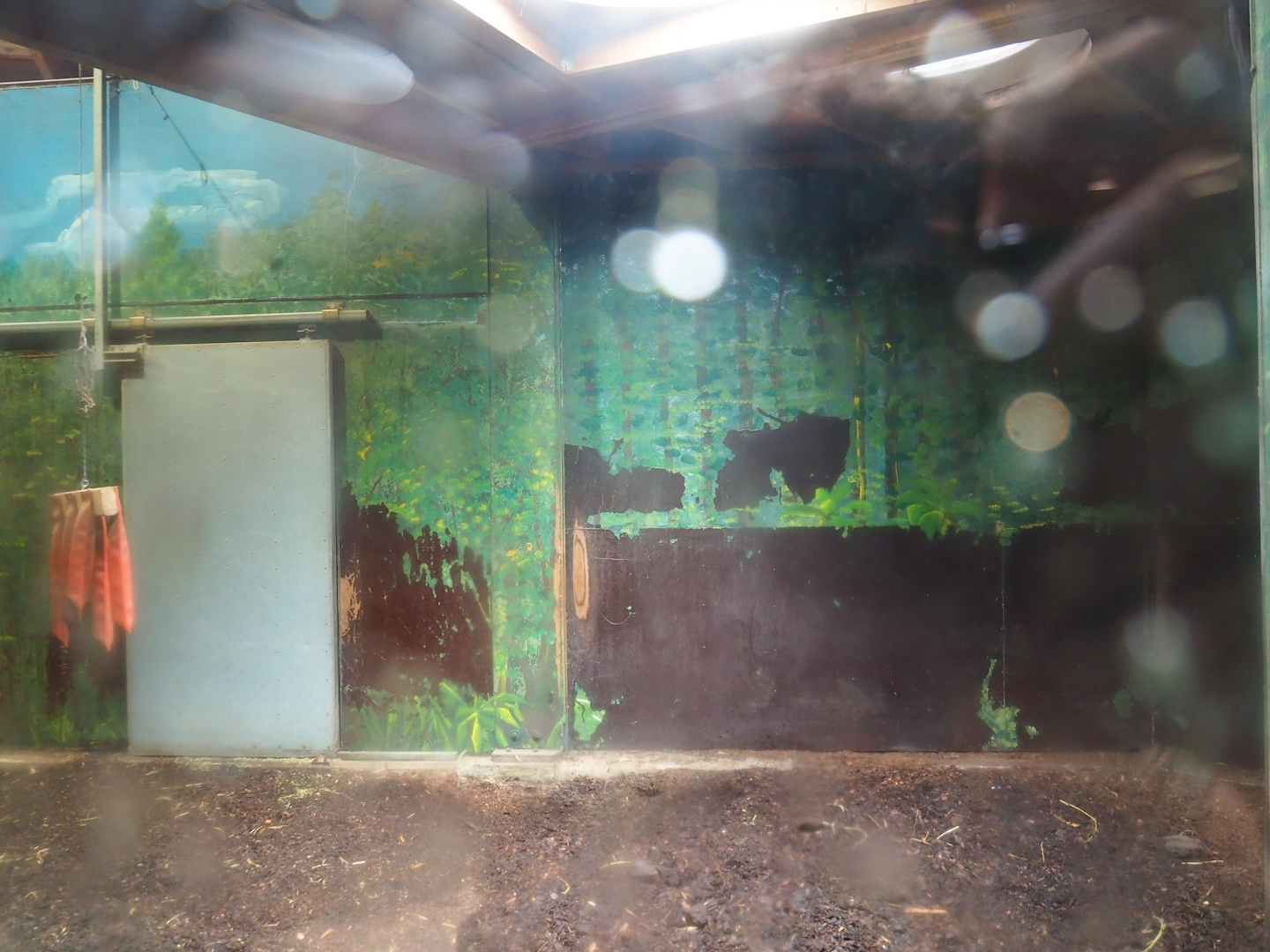 Mountain bongo indoor paddock, 2023-08-17