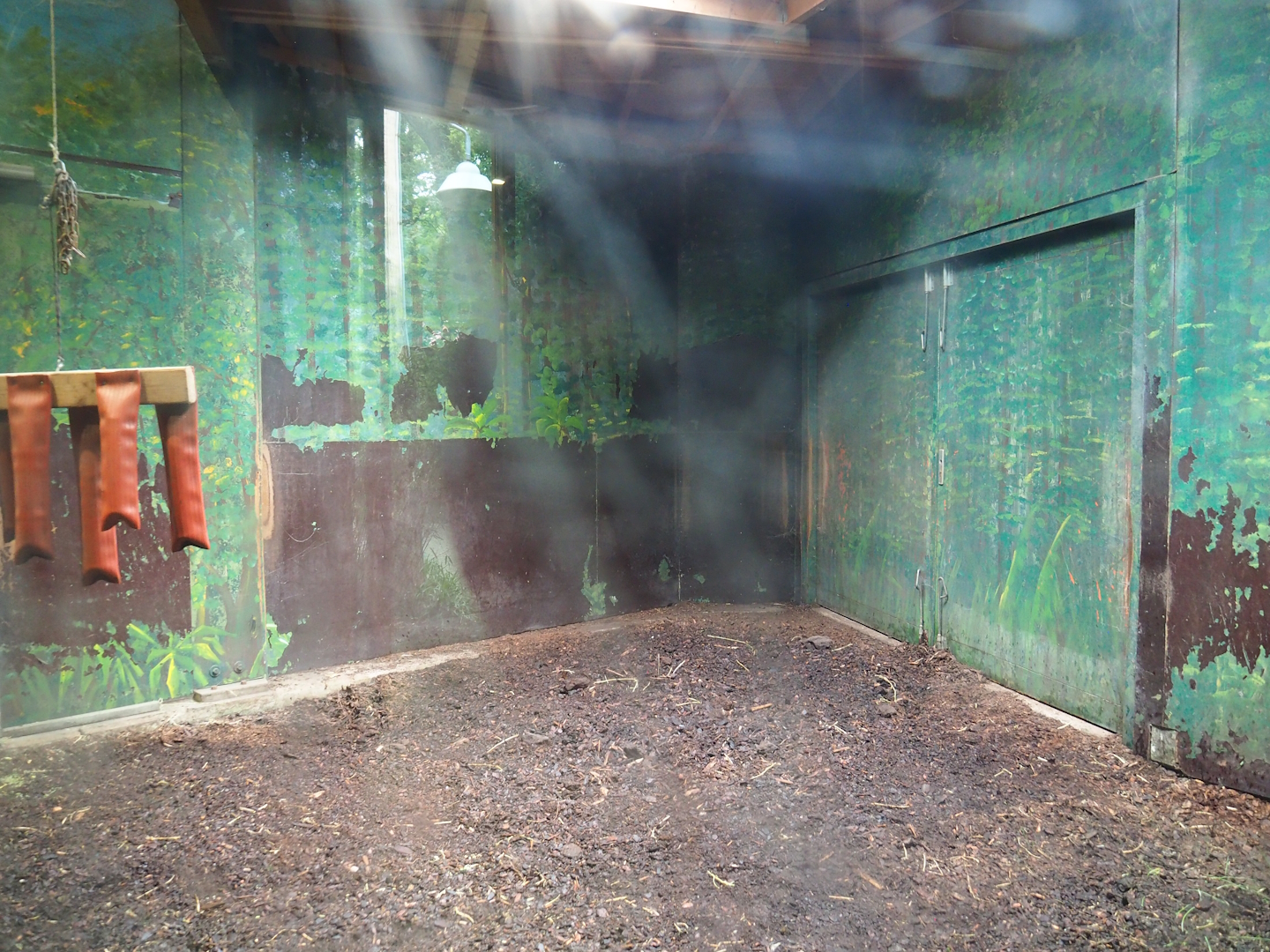 Mountain bongo indoor paddock, 2023-08-17