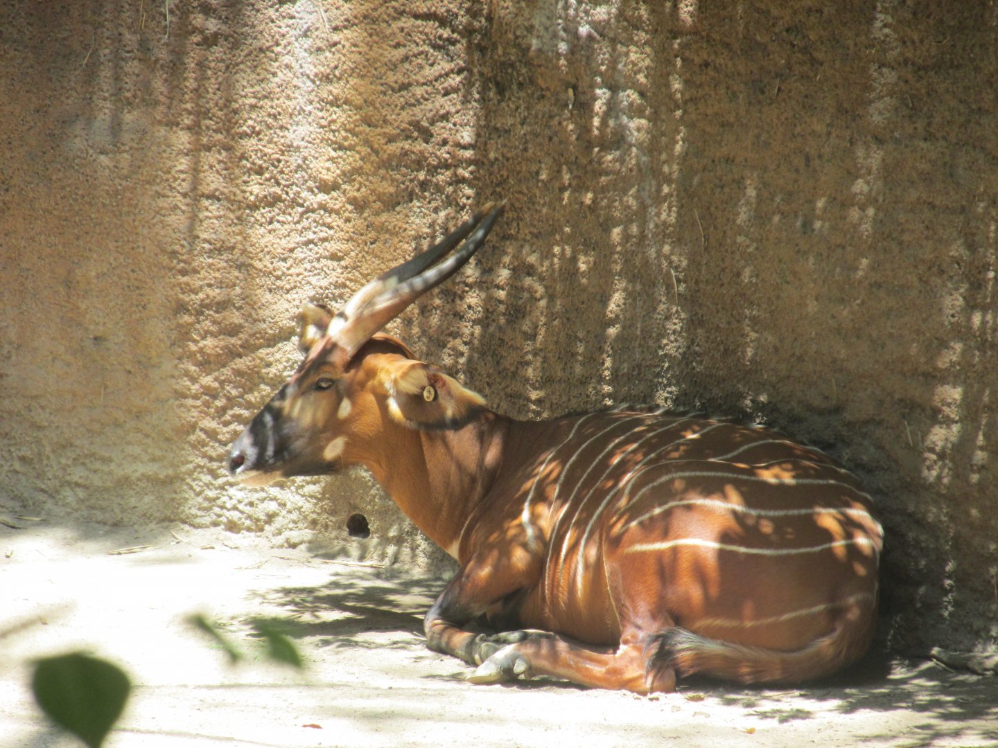 Mountain bongo Los Angeles zoo 2017