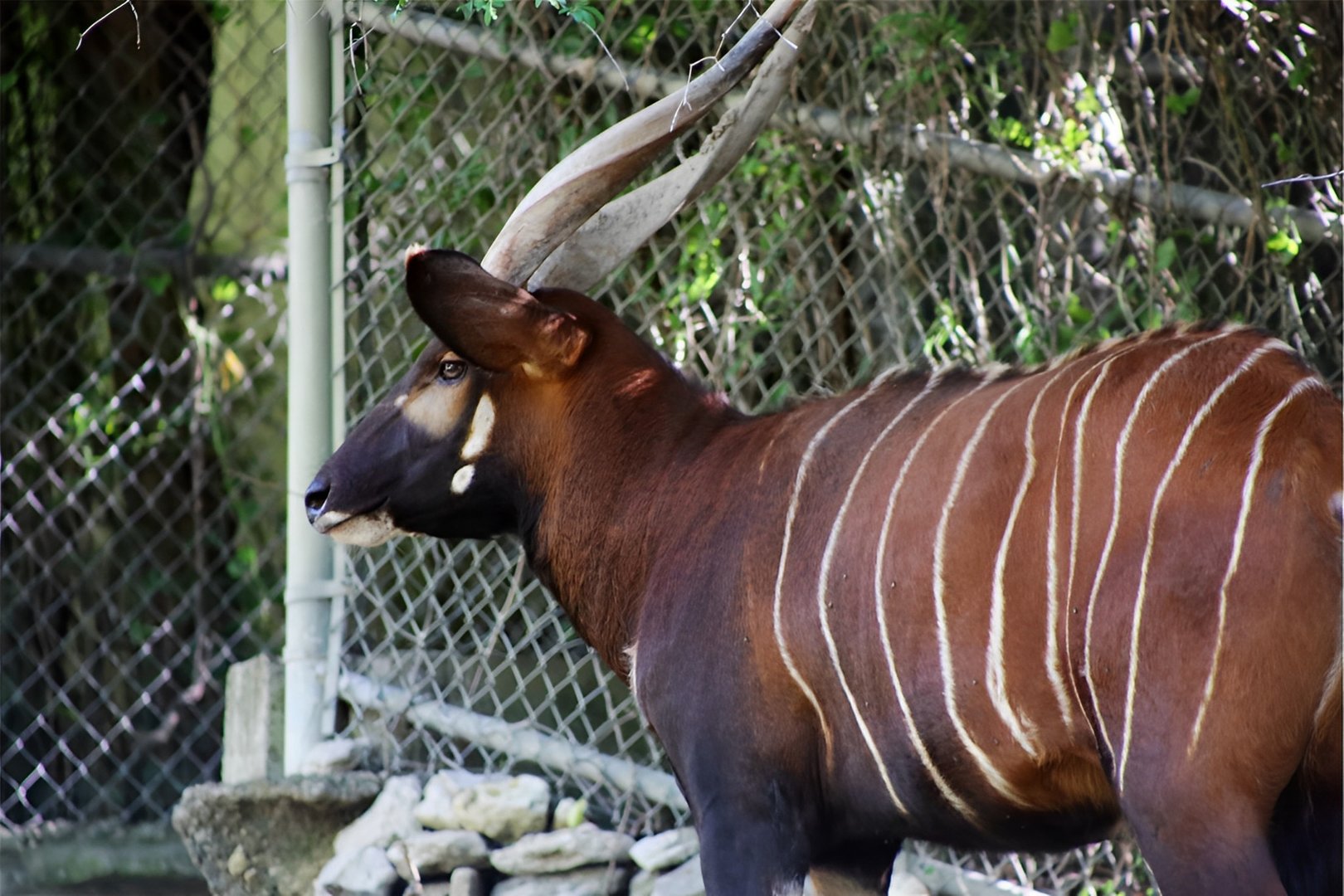 Mountain Bongo, May 2018