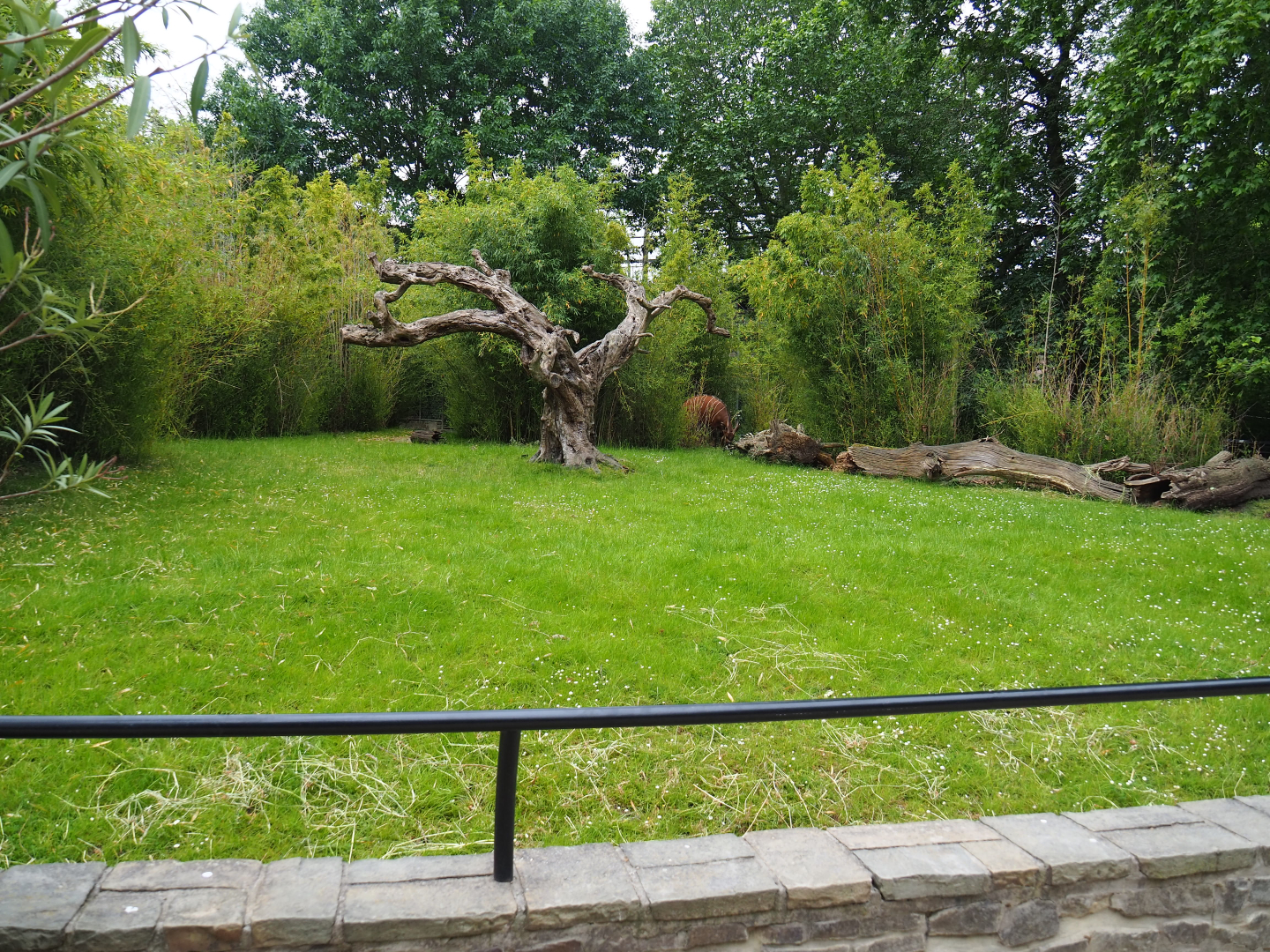 Mountain bongo paddock, 2020-05-24