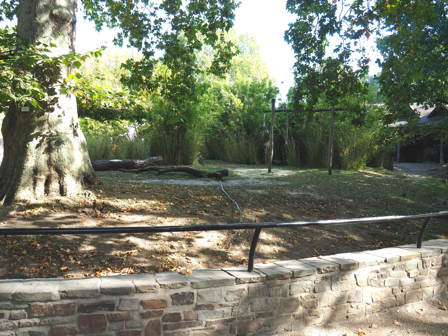 Mountain bongo paddock, 2020-09-20