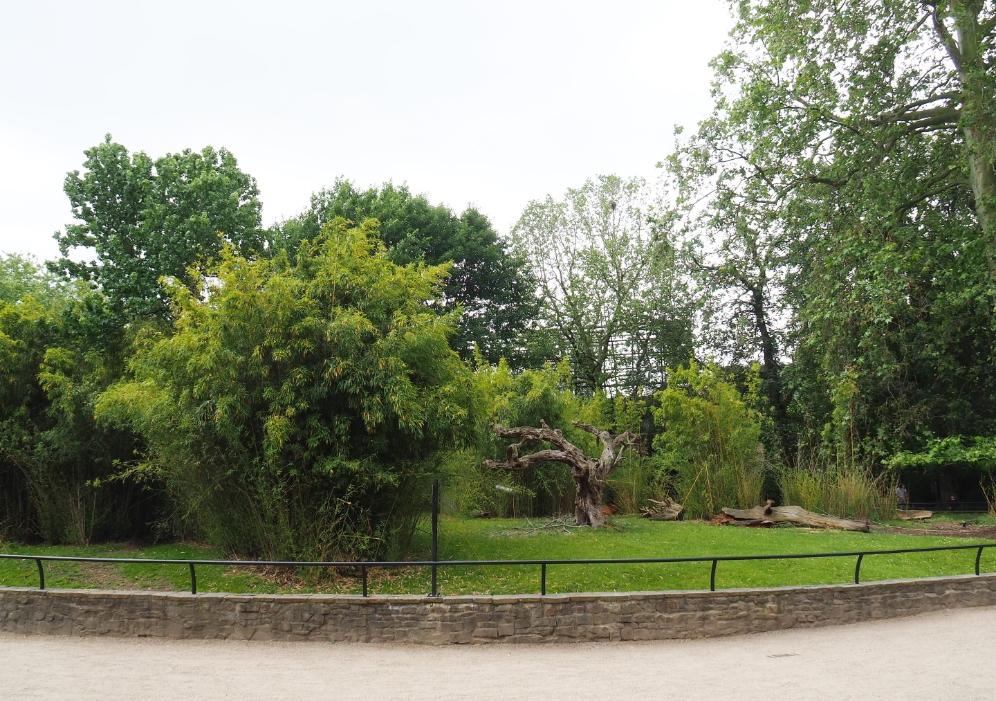 Mountain bongo paddock, 2021-06-12