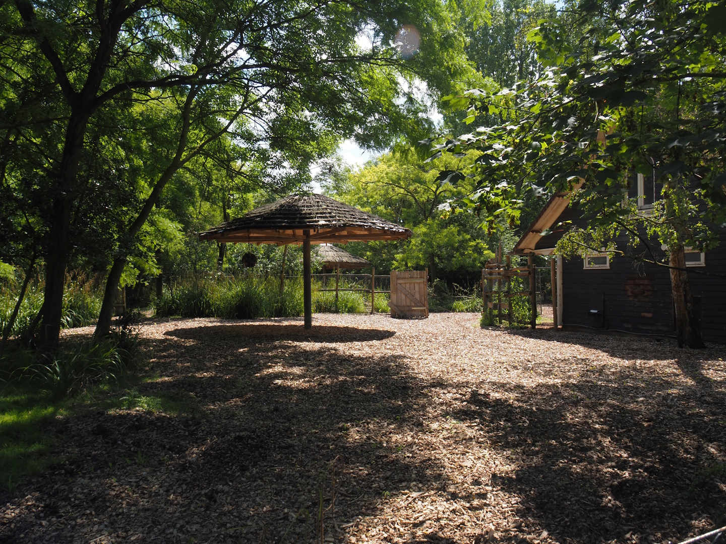 Mountain bongo paddock, 2024-06-30