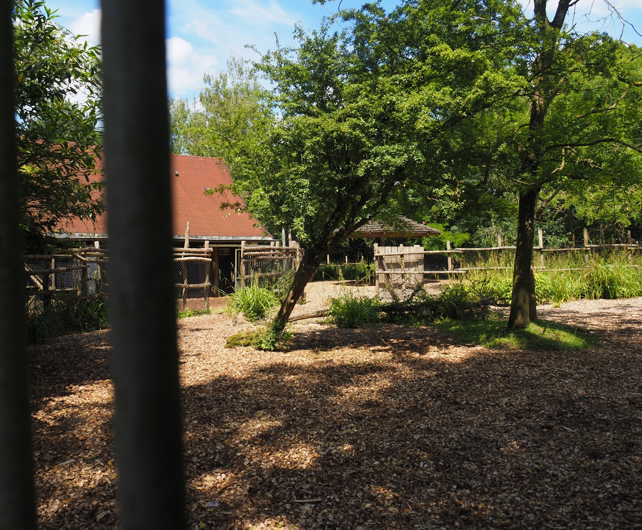 Mountain bongo paddock, 2024-06-30