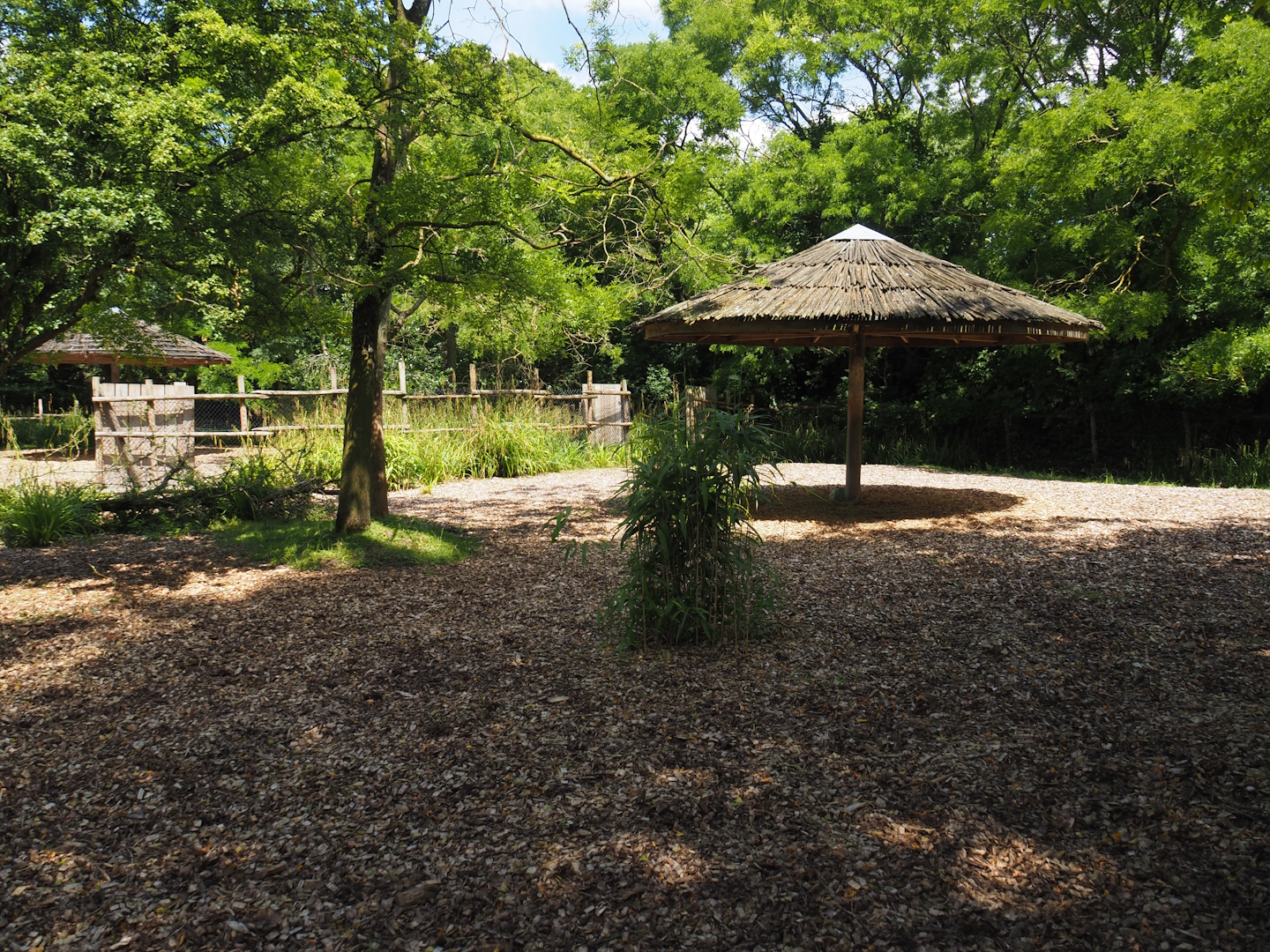 Mountain bongo paddock, 2024-06-30