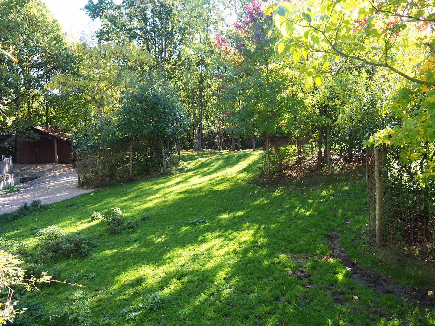 Mountain bongo paddock (Oct 13th, 2018)