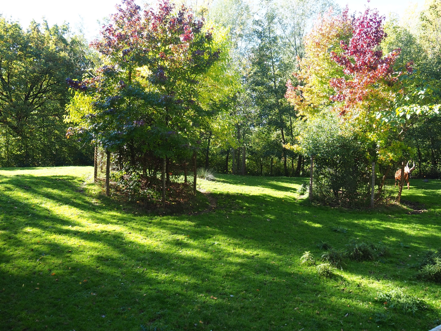Mountain bongo paddock (Oct 13th, 2018)