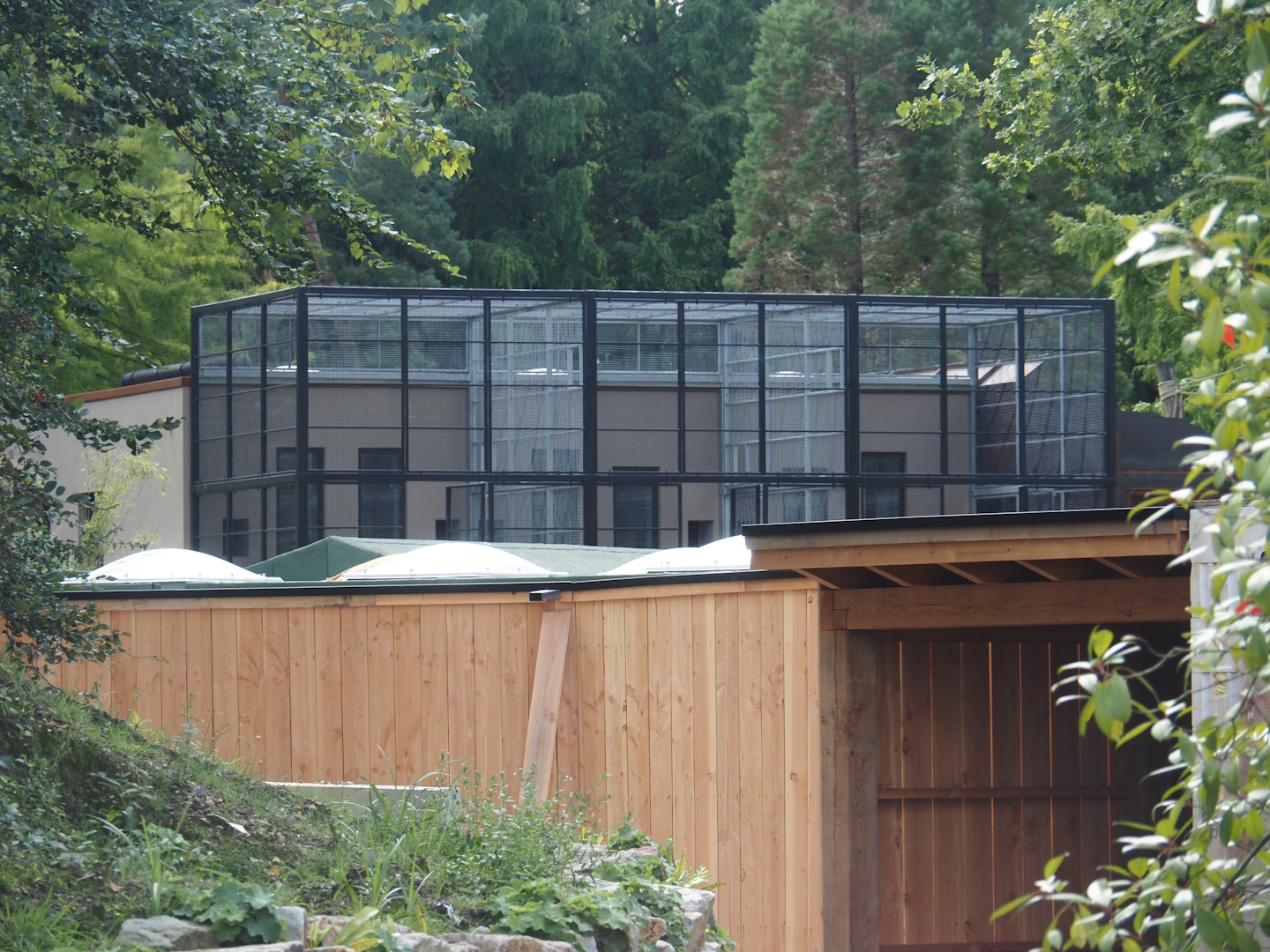 Mountain bongo shelter and Black-and-gold howler monkey and Pied tamarin off-show exhibits, 2024-08-21