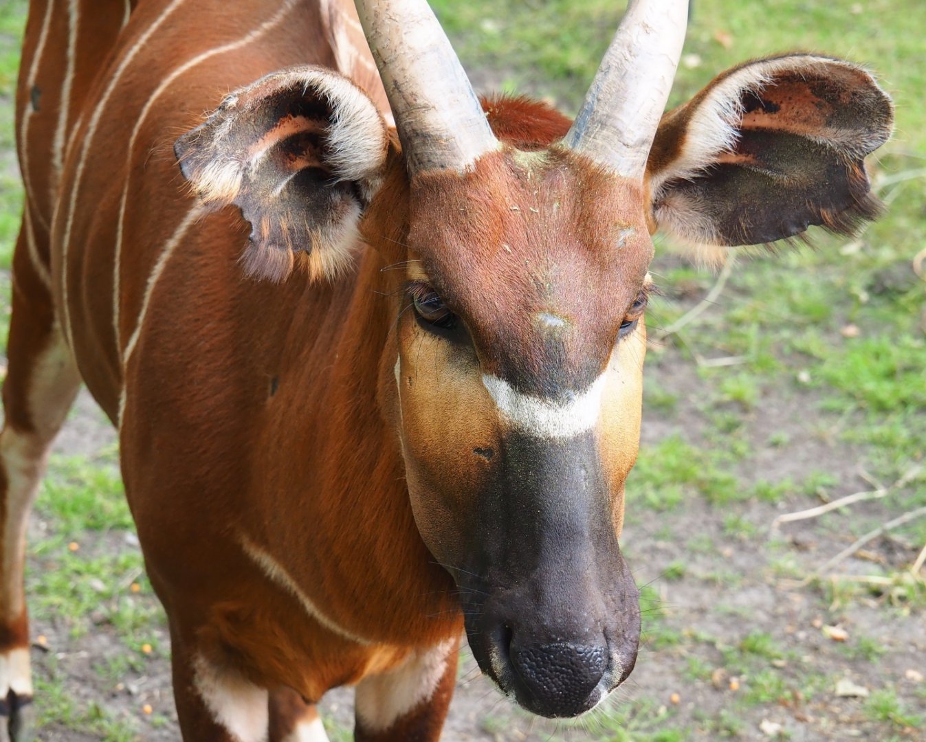Mountain bongo (Tragelaphus euryceros isaaci), 2019-06-26