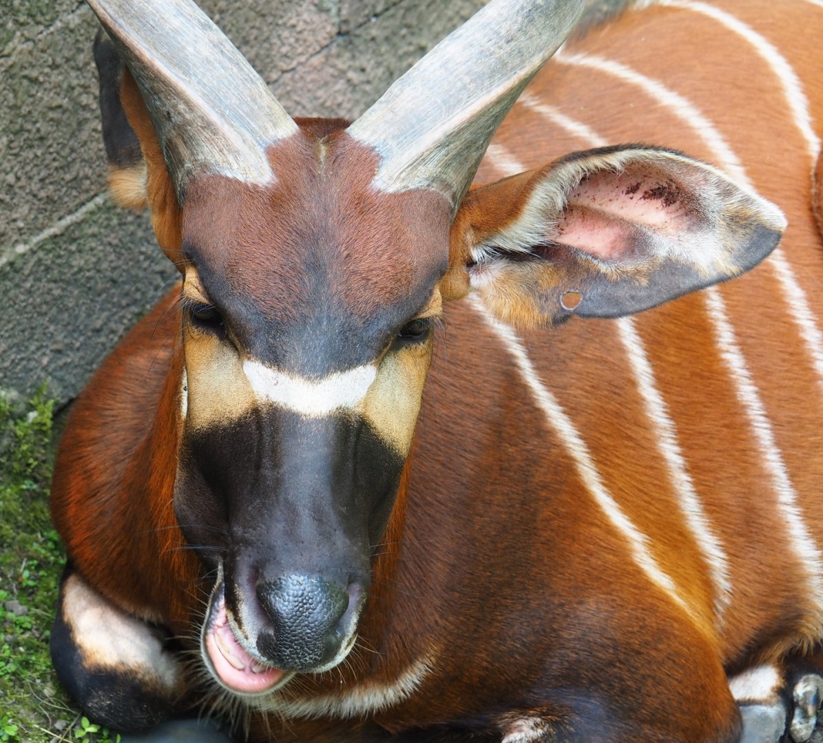 Mountain bongo (Tragelaphus eurycerus isaaci), 2019-06-26