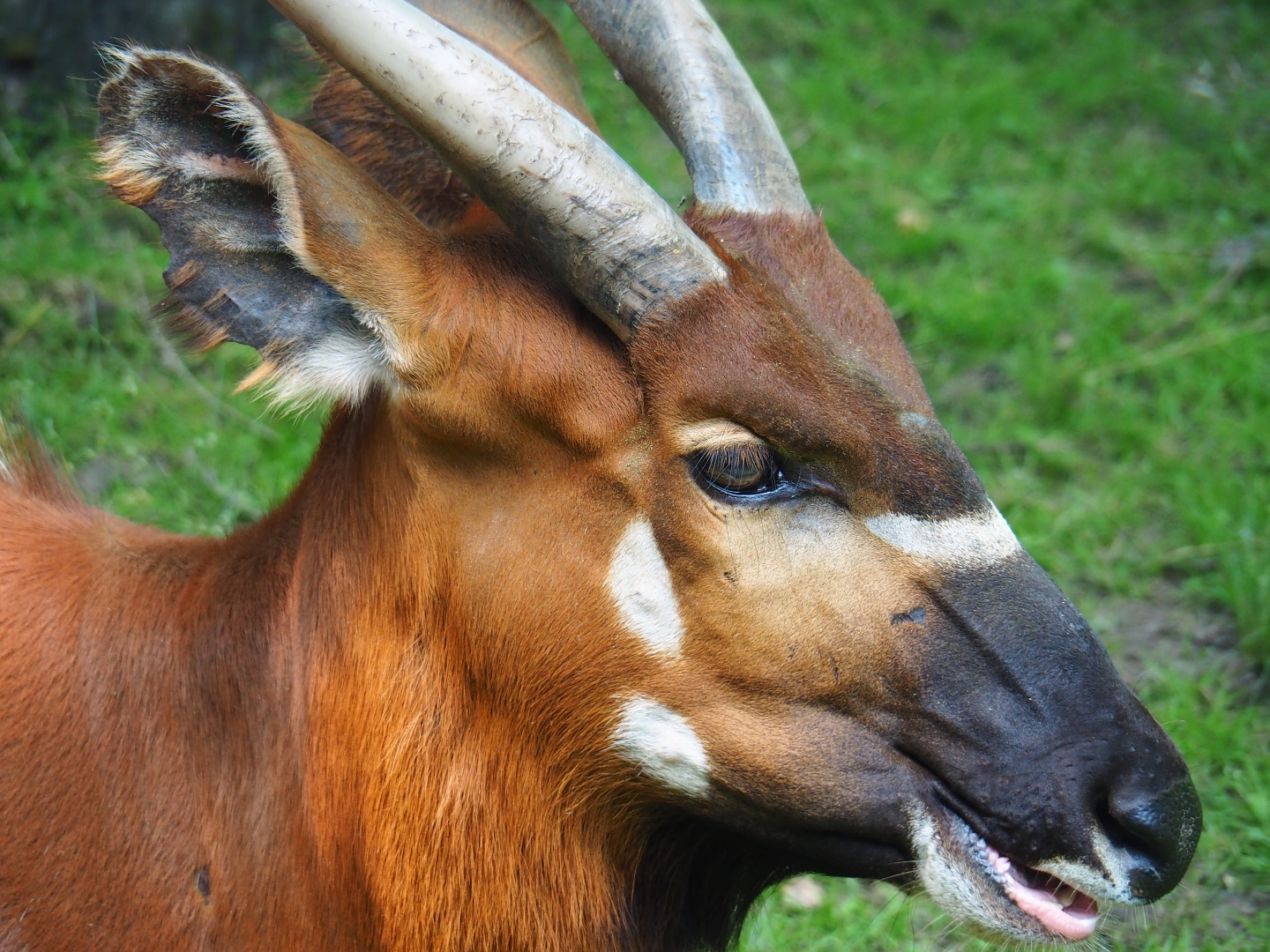 Mountain bongo (Tragelaphus eurycerus isaaci), 2019-06-26