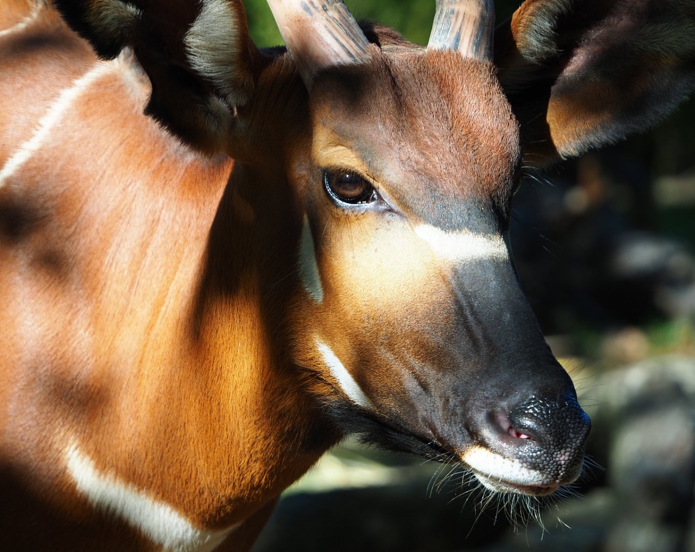 Mountain bongo (Tragelaphus eurycerus isaaci), 2019-09-21