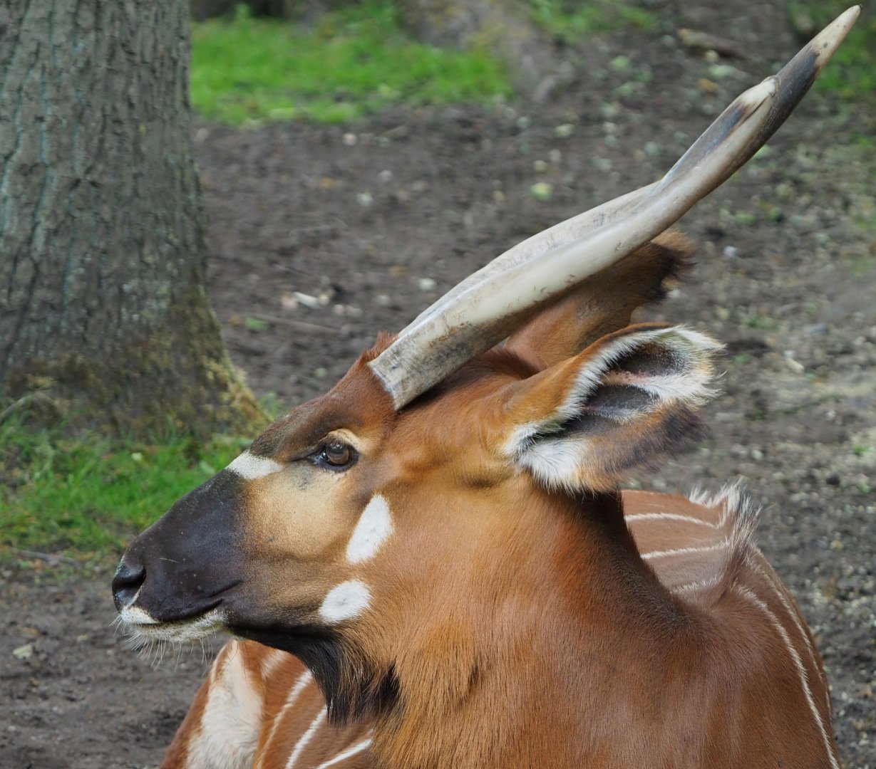 Mountain bongo (Tragelaphus eurycerus isaaci), 2020-05-23
