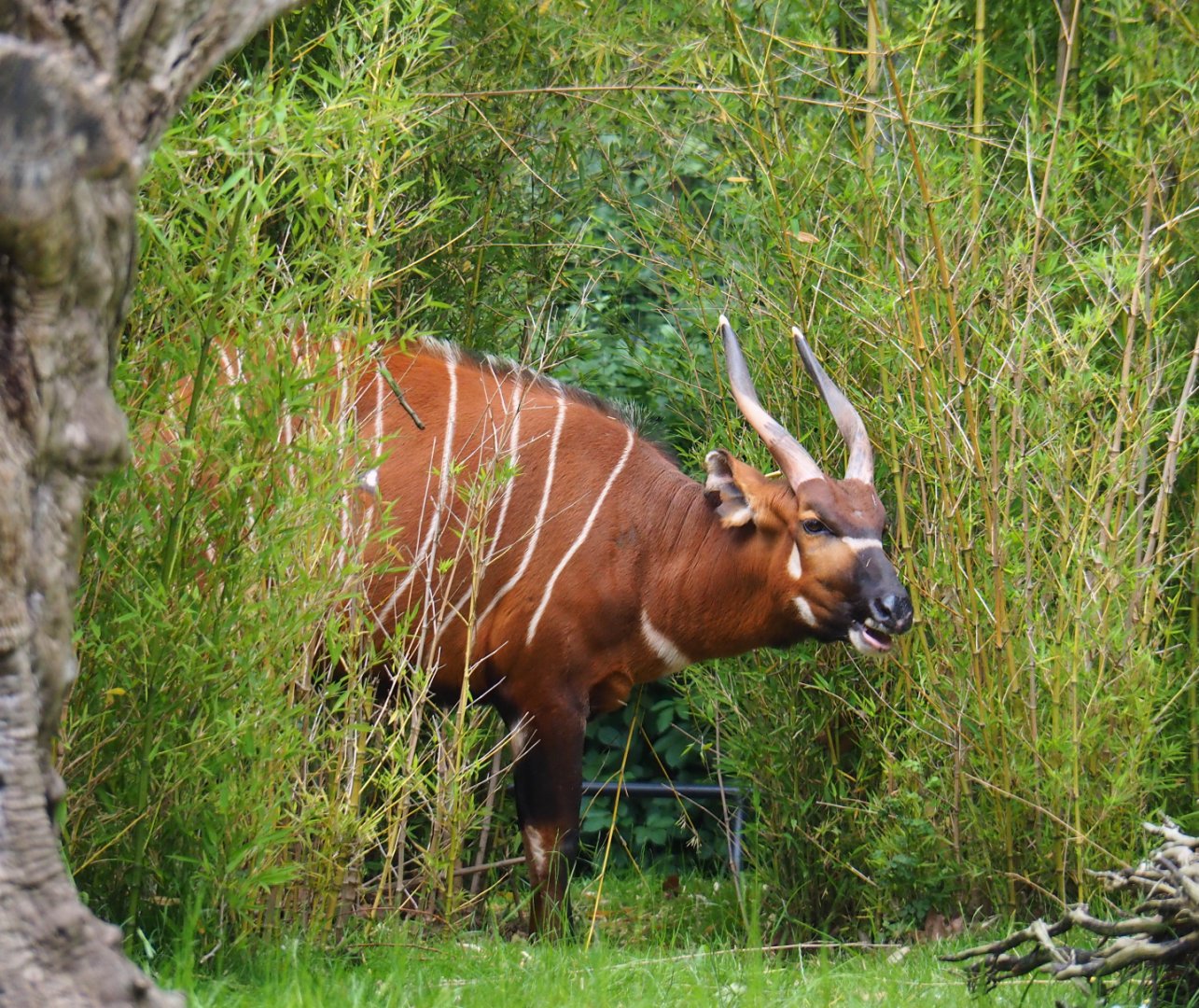 Mountain bongo (Tragelaphus eurycerus isaaci), 2020-05-24