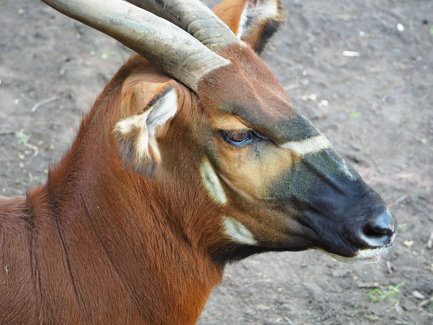 Mountain bongo (Tragelaphus eurycerus isaaci), 2020-06-12