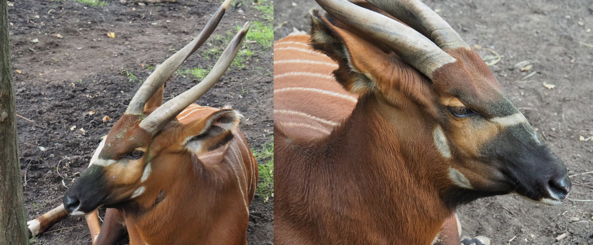 Mountain bongo (Tragelaphus eurycerus isaaci), 2020-07-14